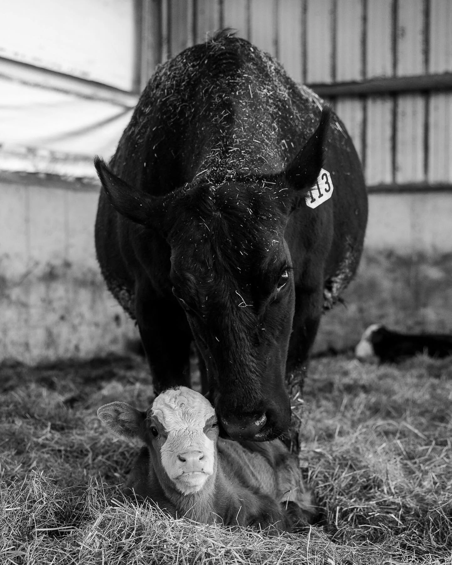 Hoping this baby cow getting some love helps brighten everyone&rsquo;s day
.
.
.
.
.
#photography #photographer #photojournalist #documenting #documentaryphotography #cow #babycows #farmanimals #animals