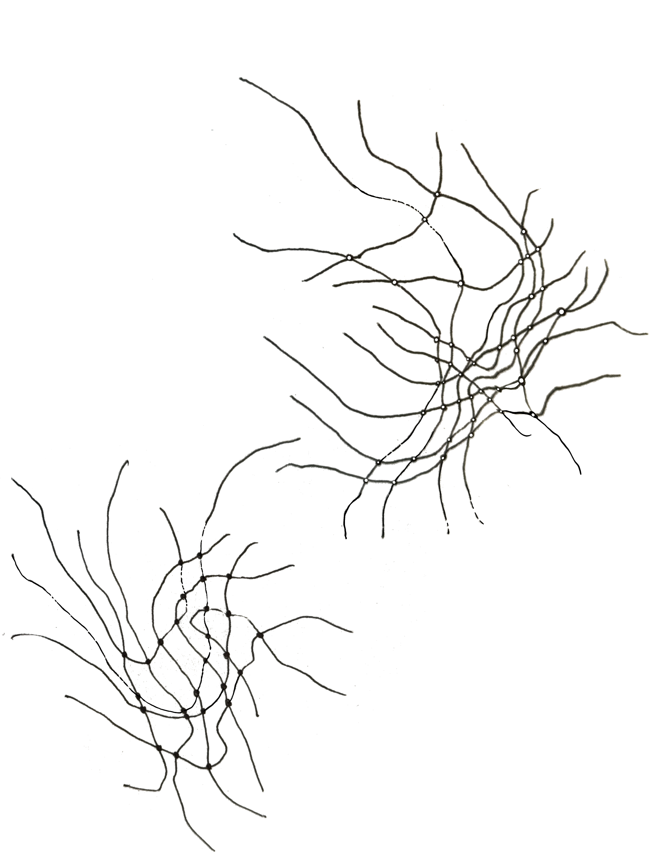 IMG_8905.PNG