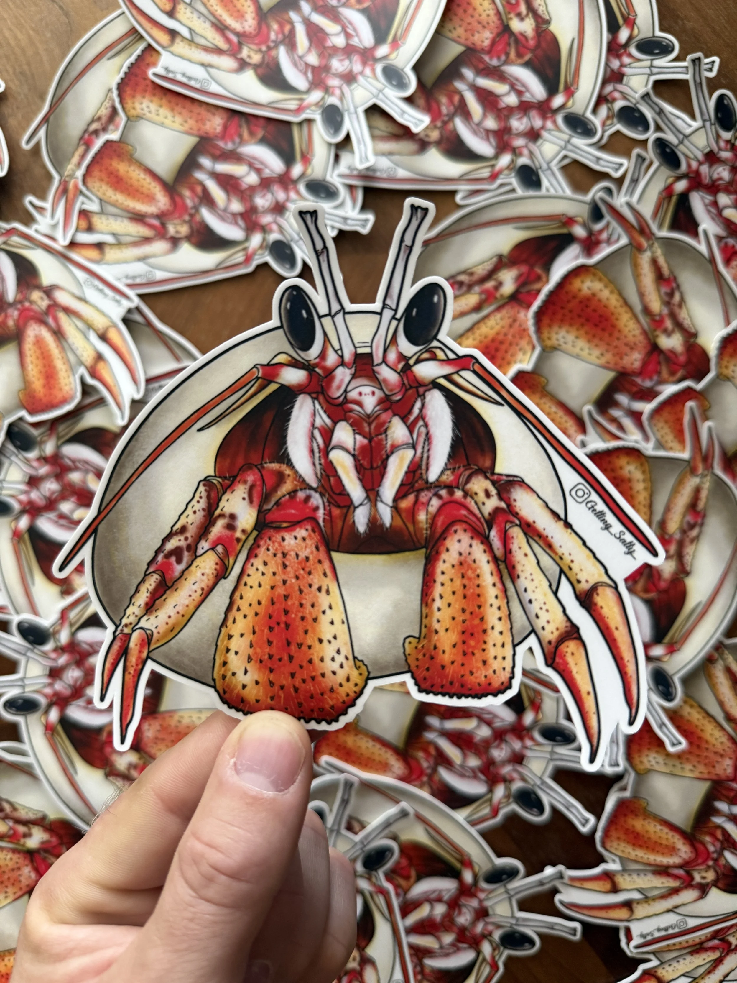 Black-Eyed Hedrmit Crab.JPG