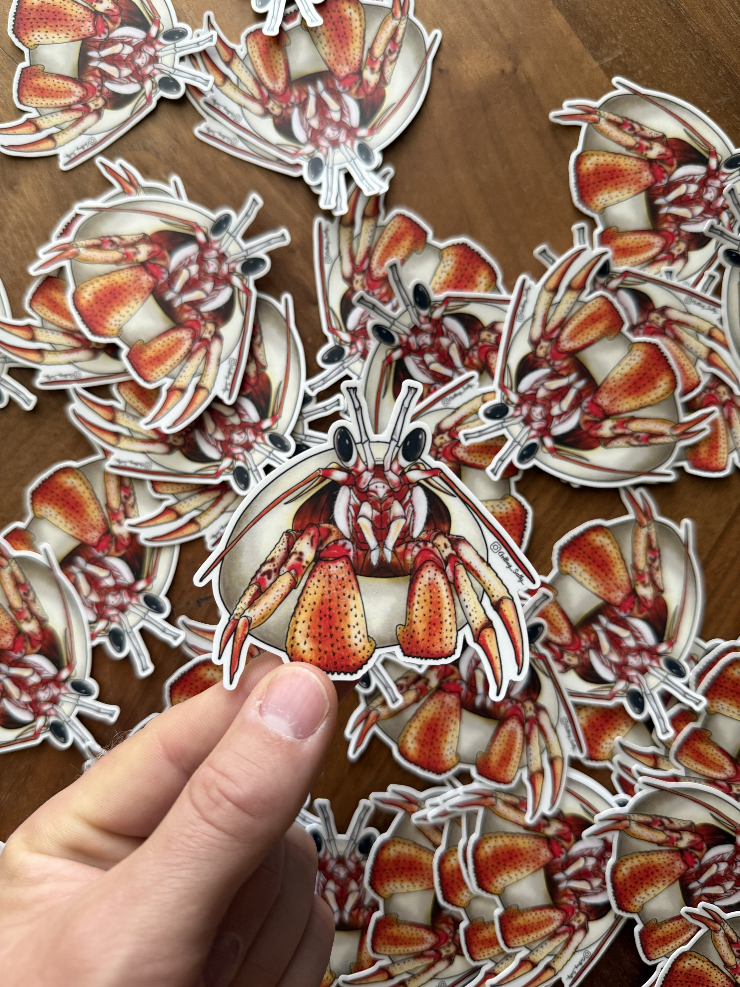 Black-Eyed Hedrmit Crab - Mini.JPG