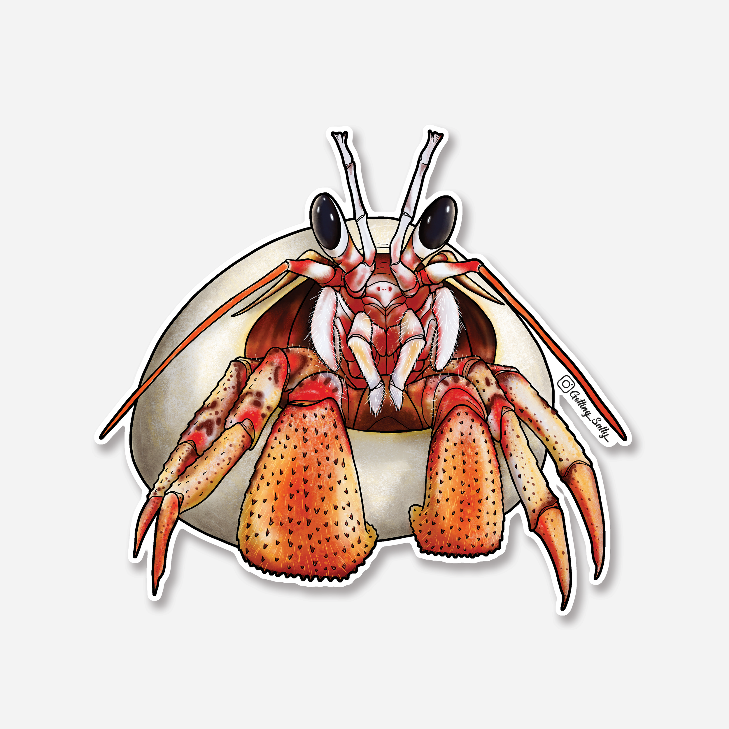 BlackEyedHermitCrab.png