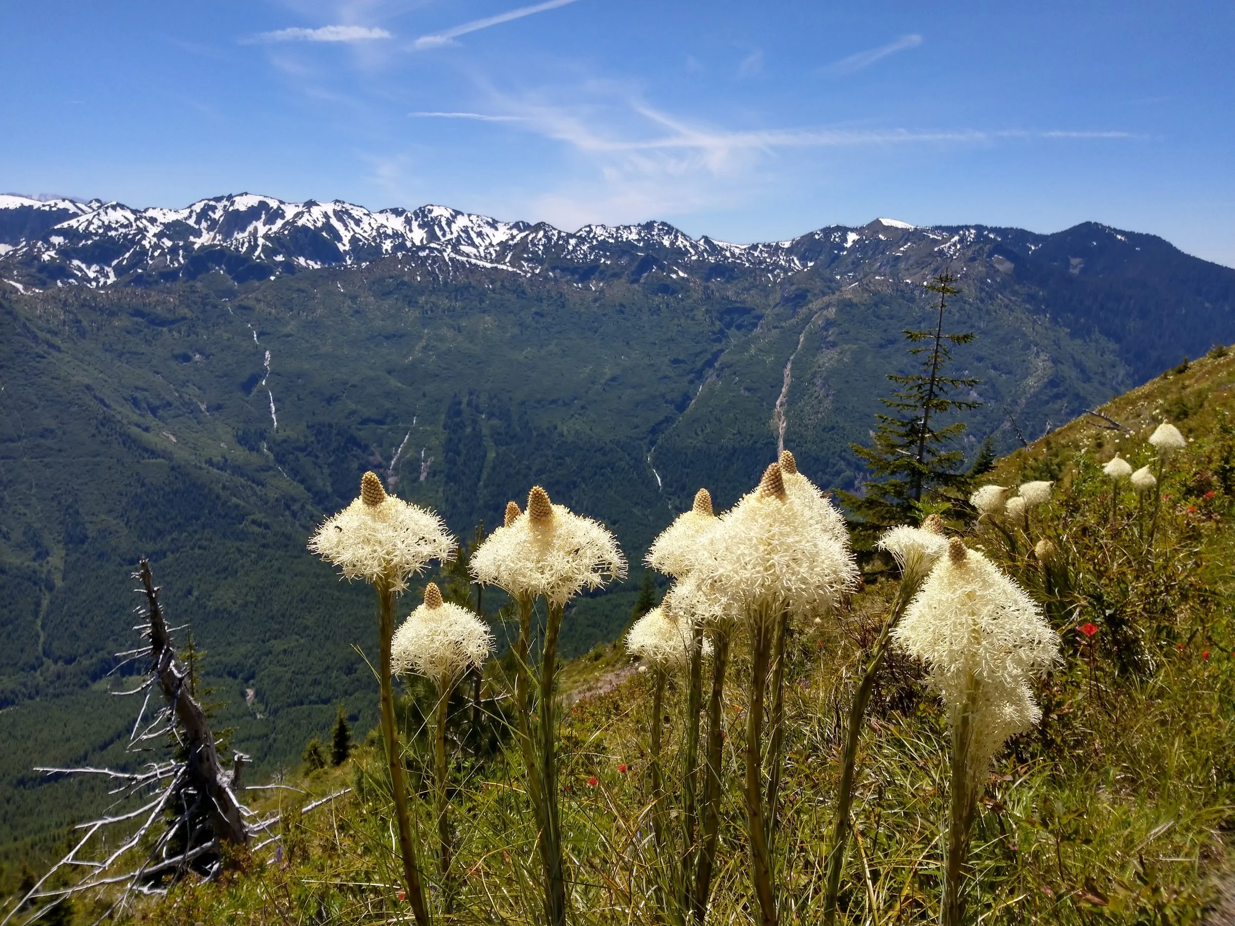 A Walk Amongst Giants: A Survey of the Trees of the Cascades