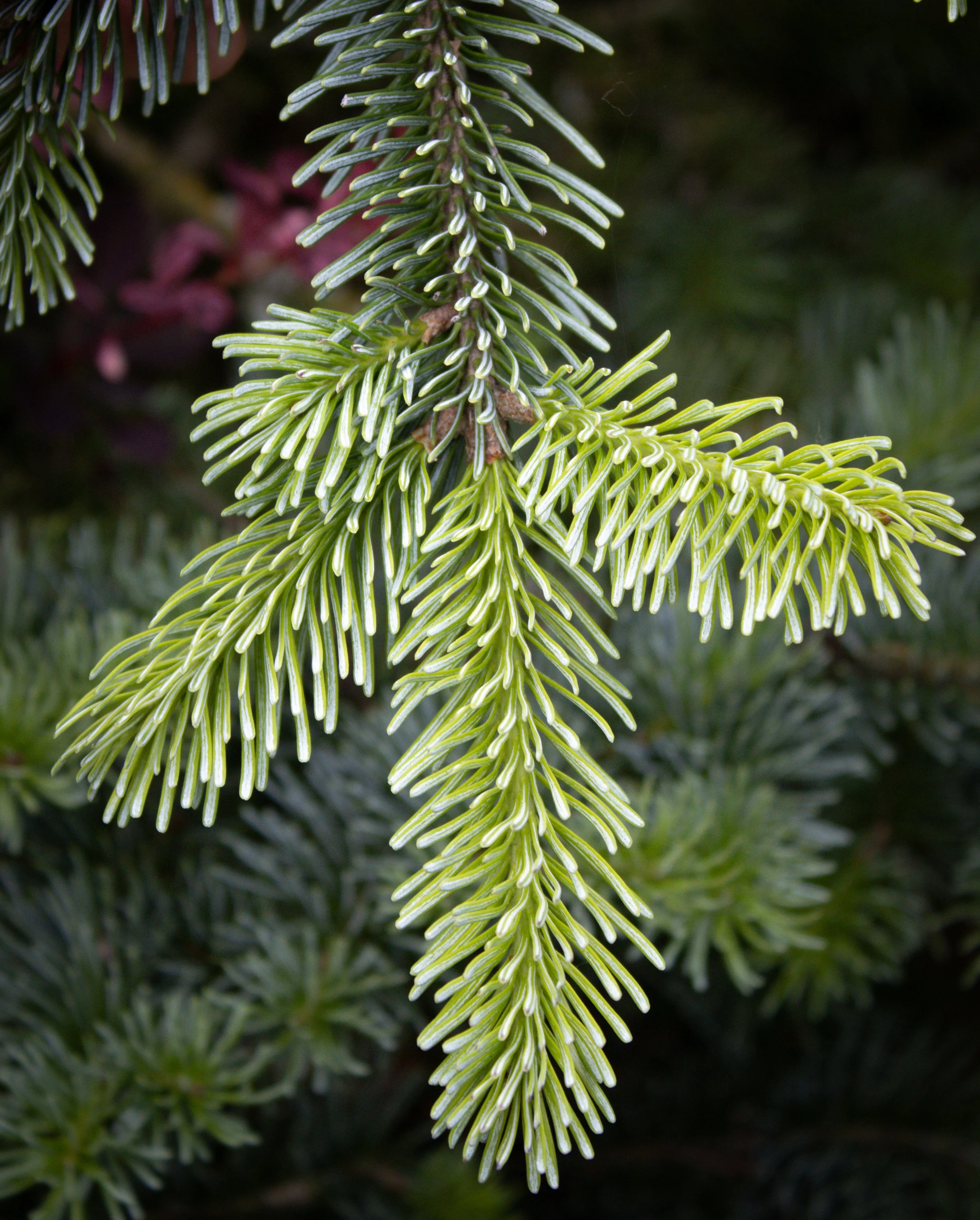 PWN Conifers Walk!