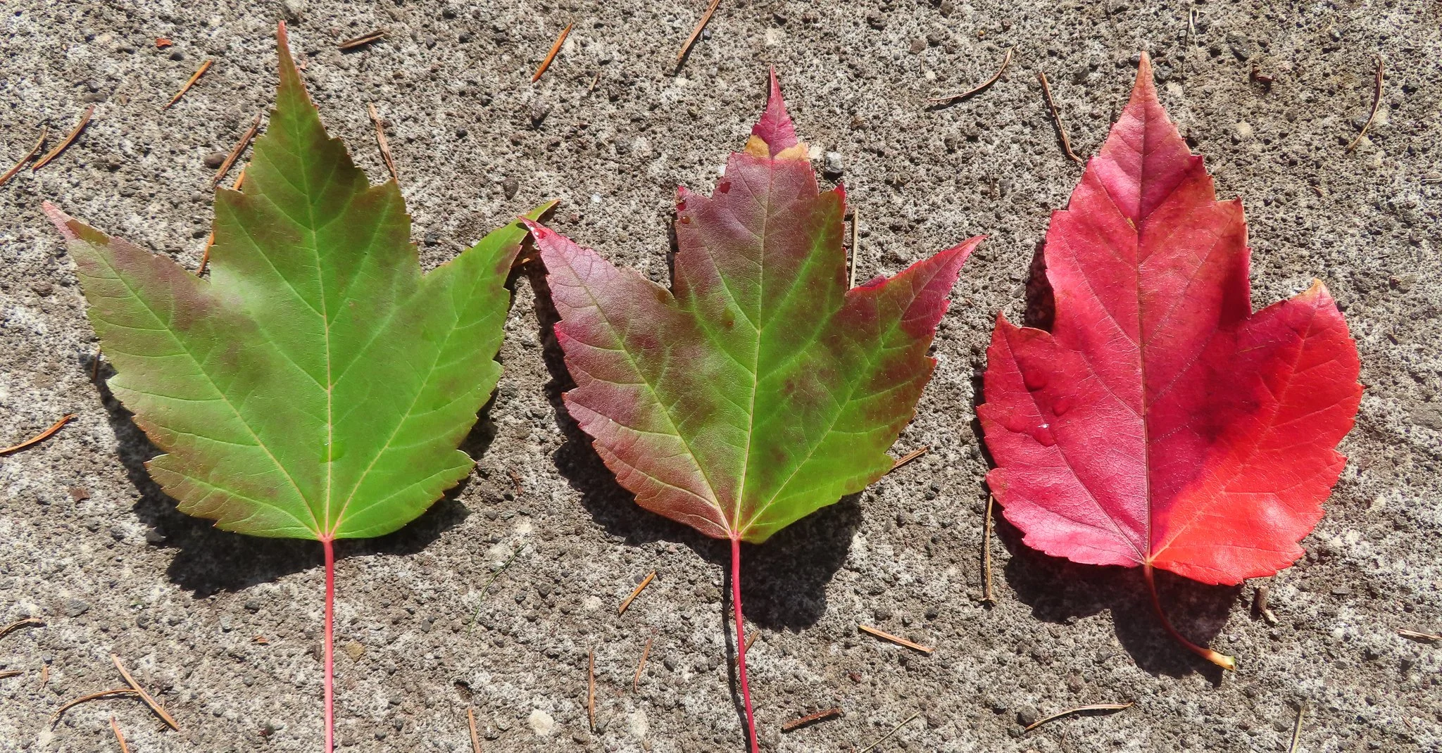 What Trees Do in the Fall