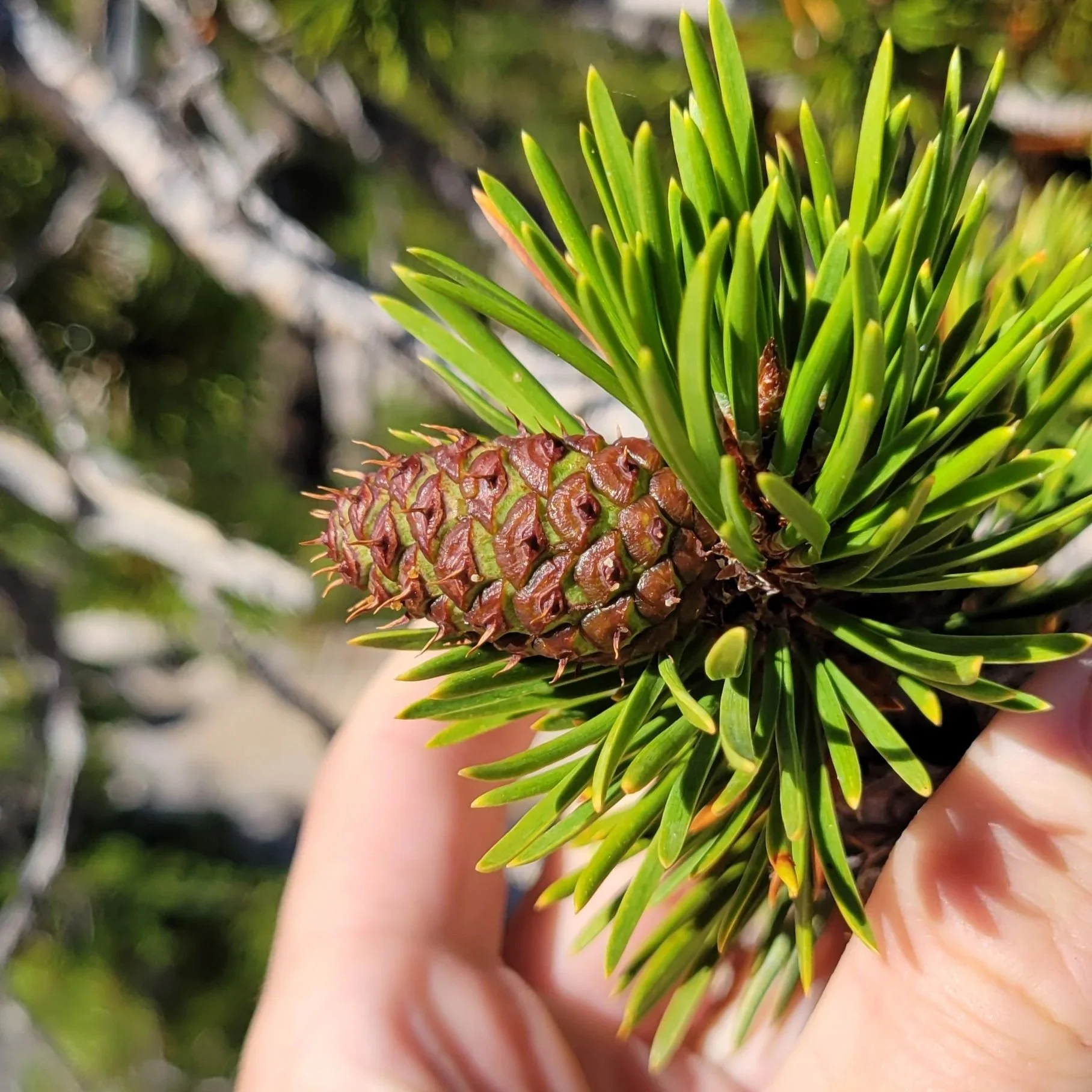 Hoyt Arboretum Tree Walk