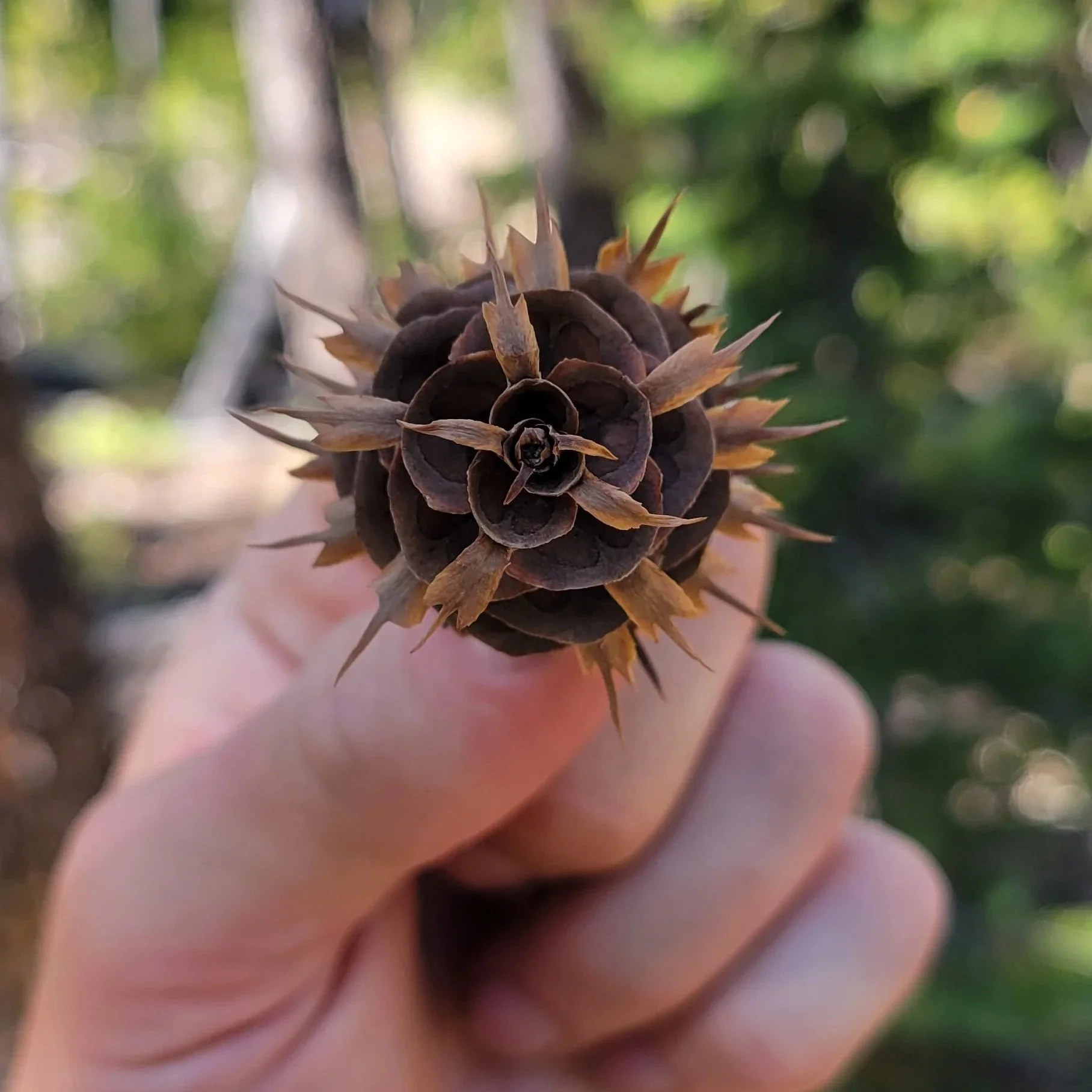 Hoyt Arboretum Tree Walk
