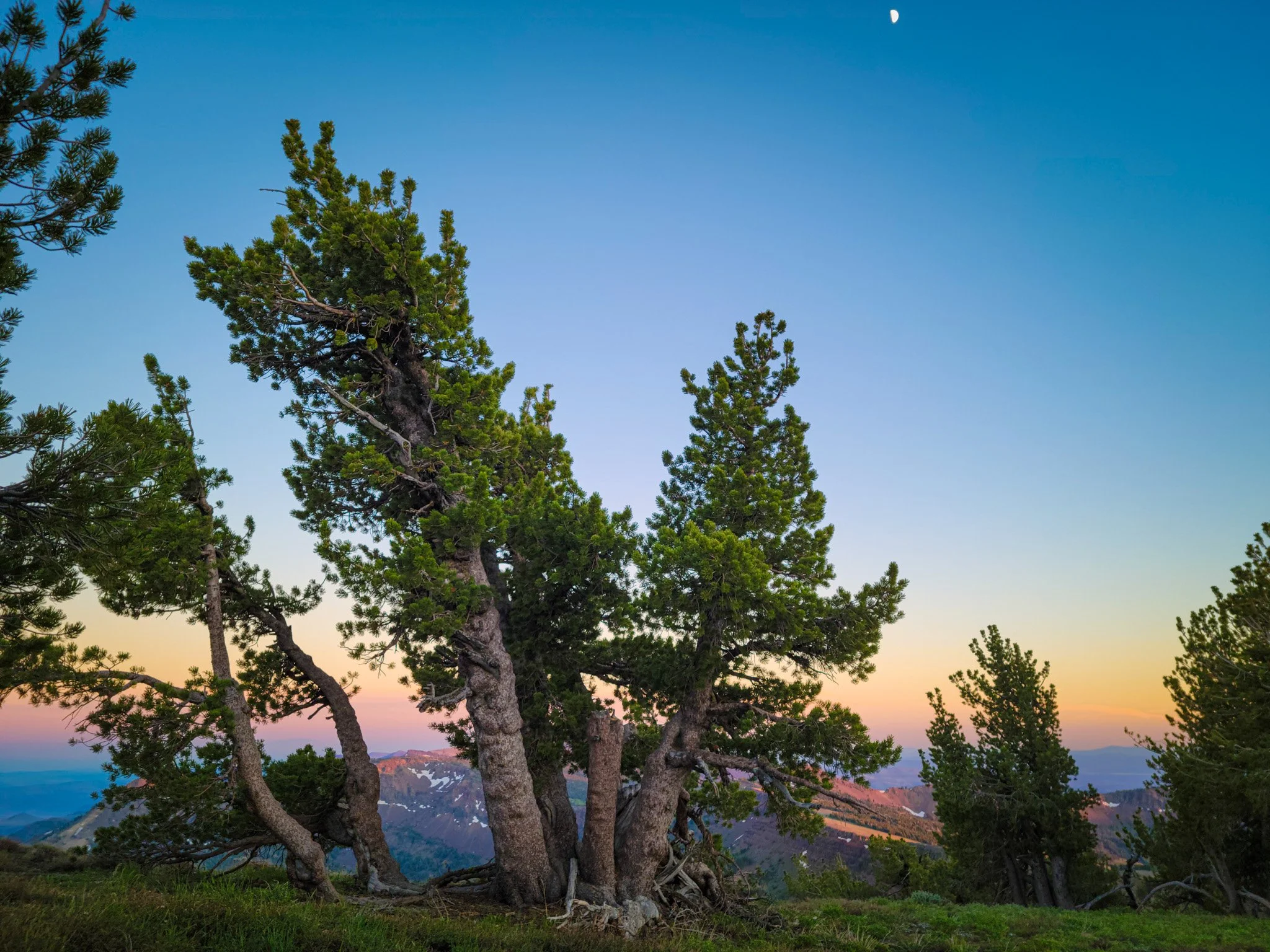 Whitebark pines (Pinus albicaulis) in the Warner Mountains, CA