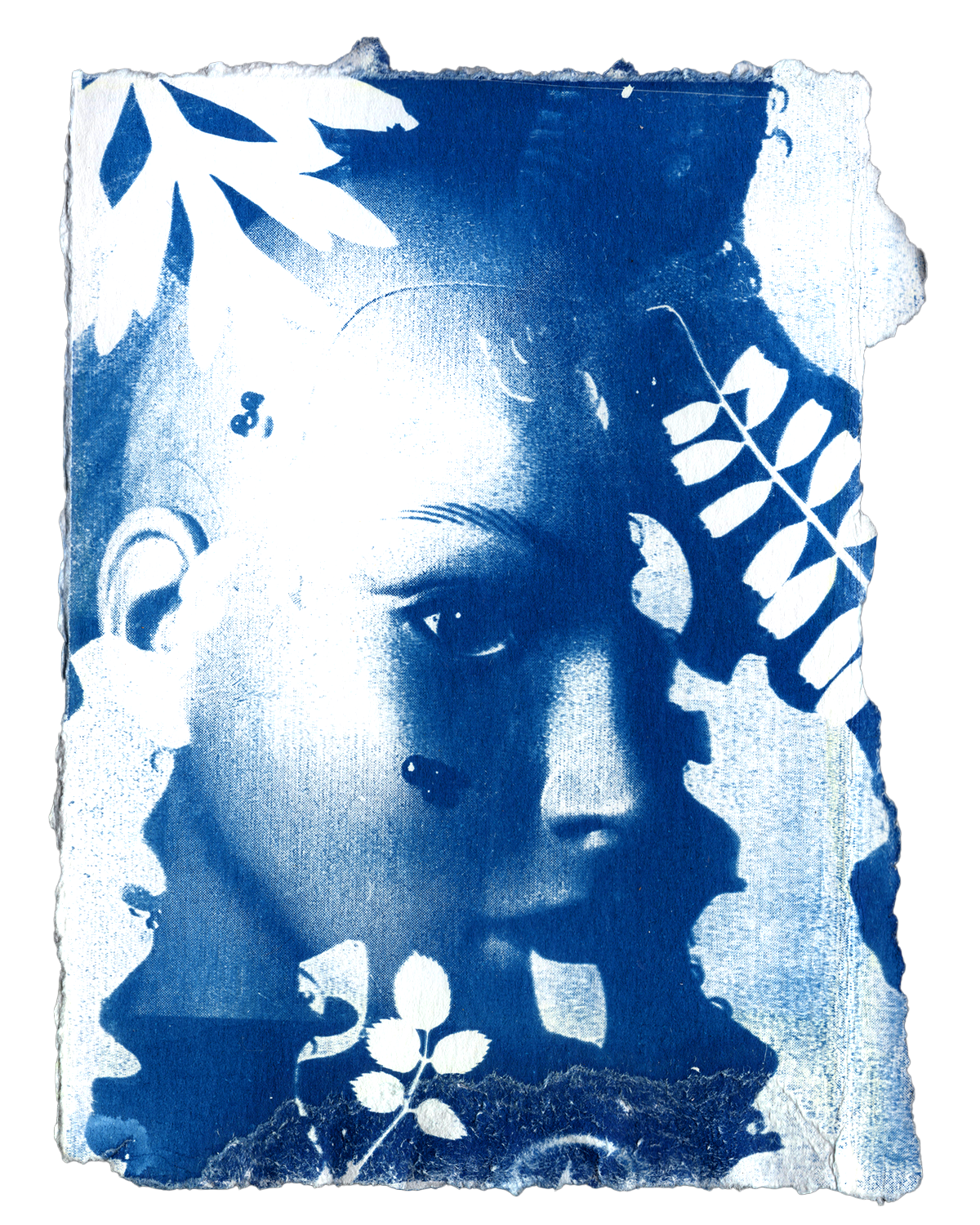 cyanotype20260523_0007_VANESSA.png