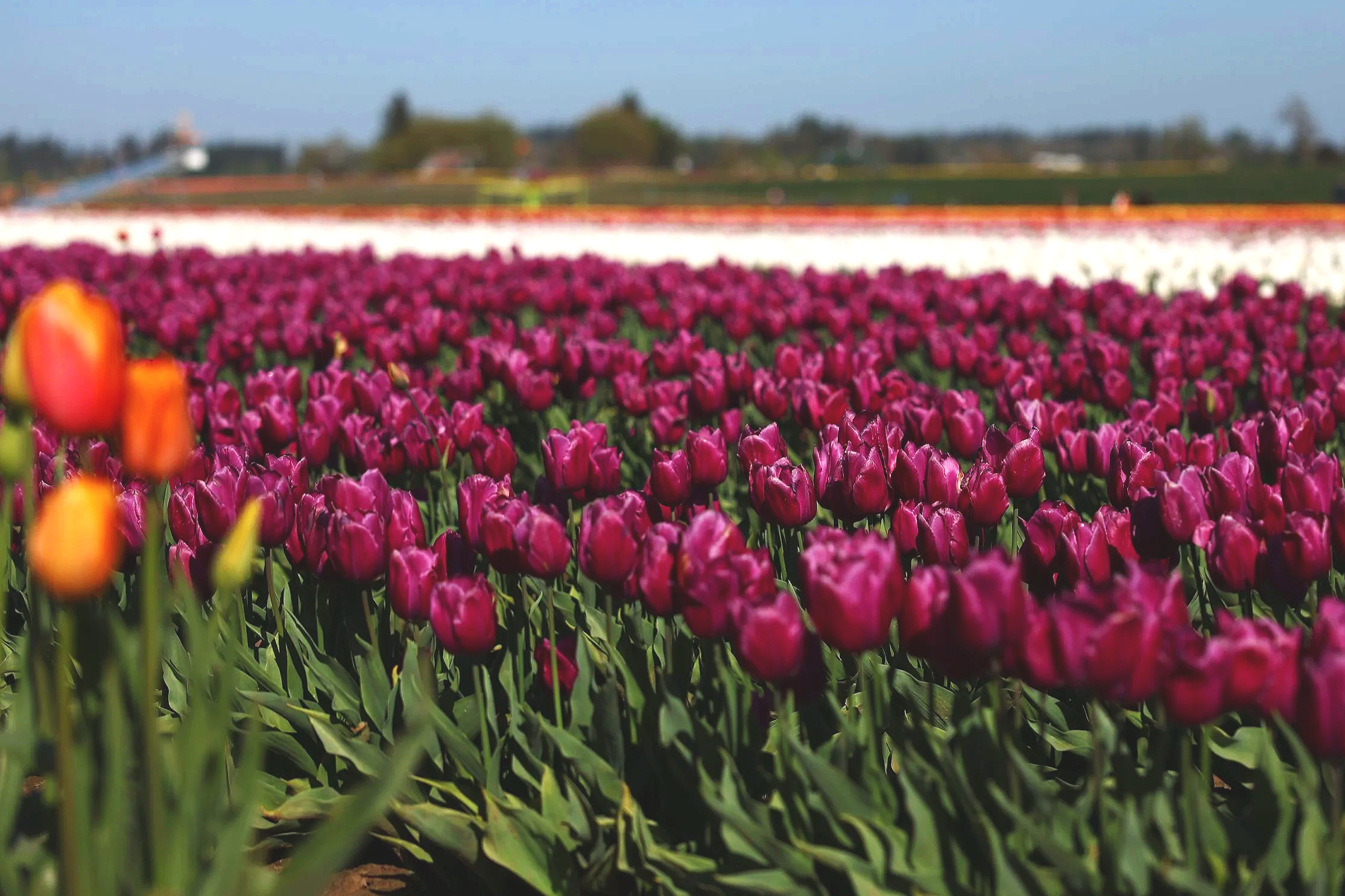 When Is the Best Time to Book Family Photos in the PNW?