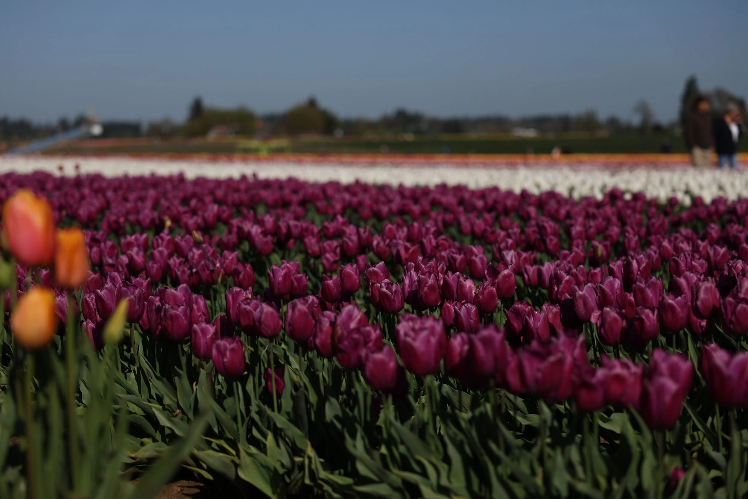 Why Now Is the Time to Book Your Spring Family Photos?