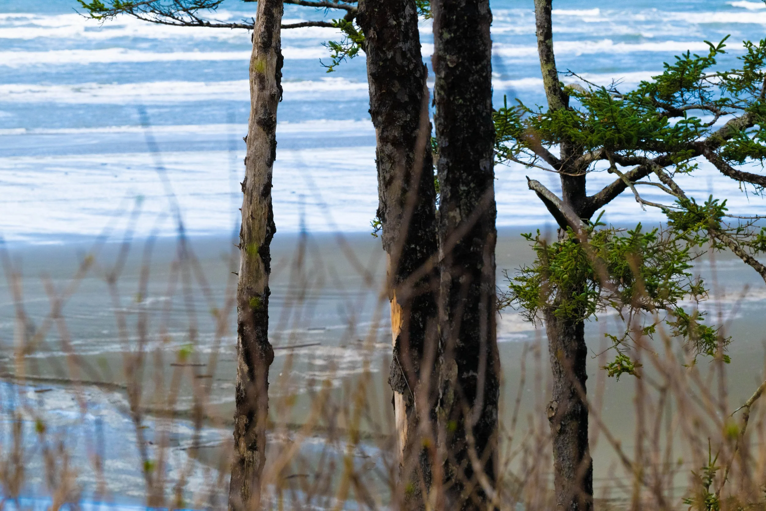 Washington Coast is stunning!