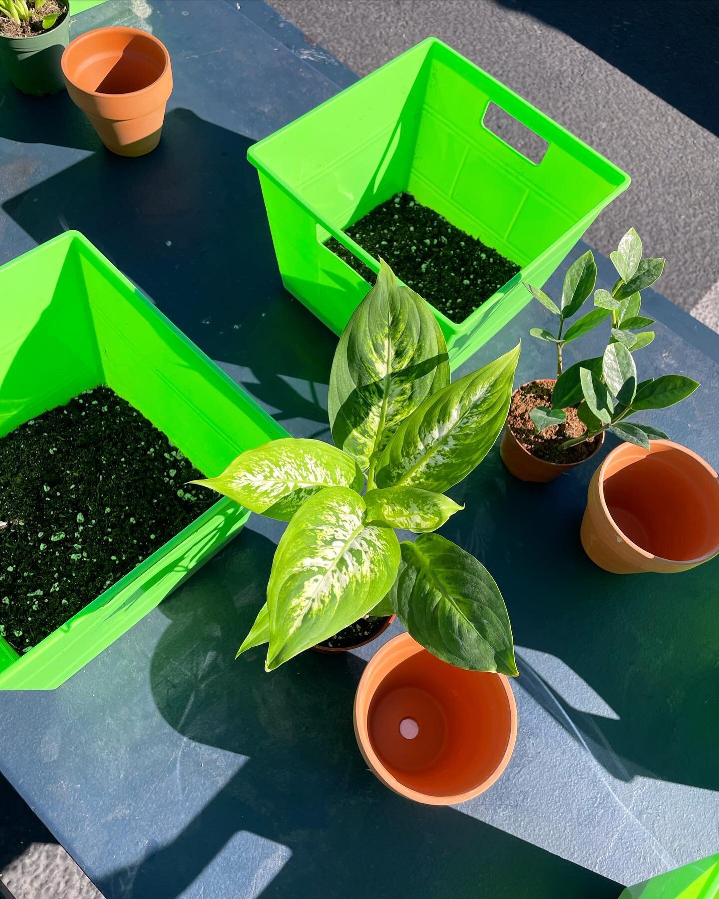 This morning we led a workshop for the 6th grade students @crete_academy as part of their art therapy program. 🌱

We talked to the students about the benefits of plants and how similar we are to them. The similarities are endless and it&rsquo;s supe