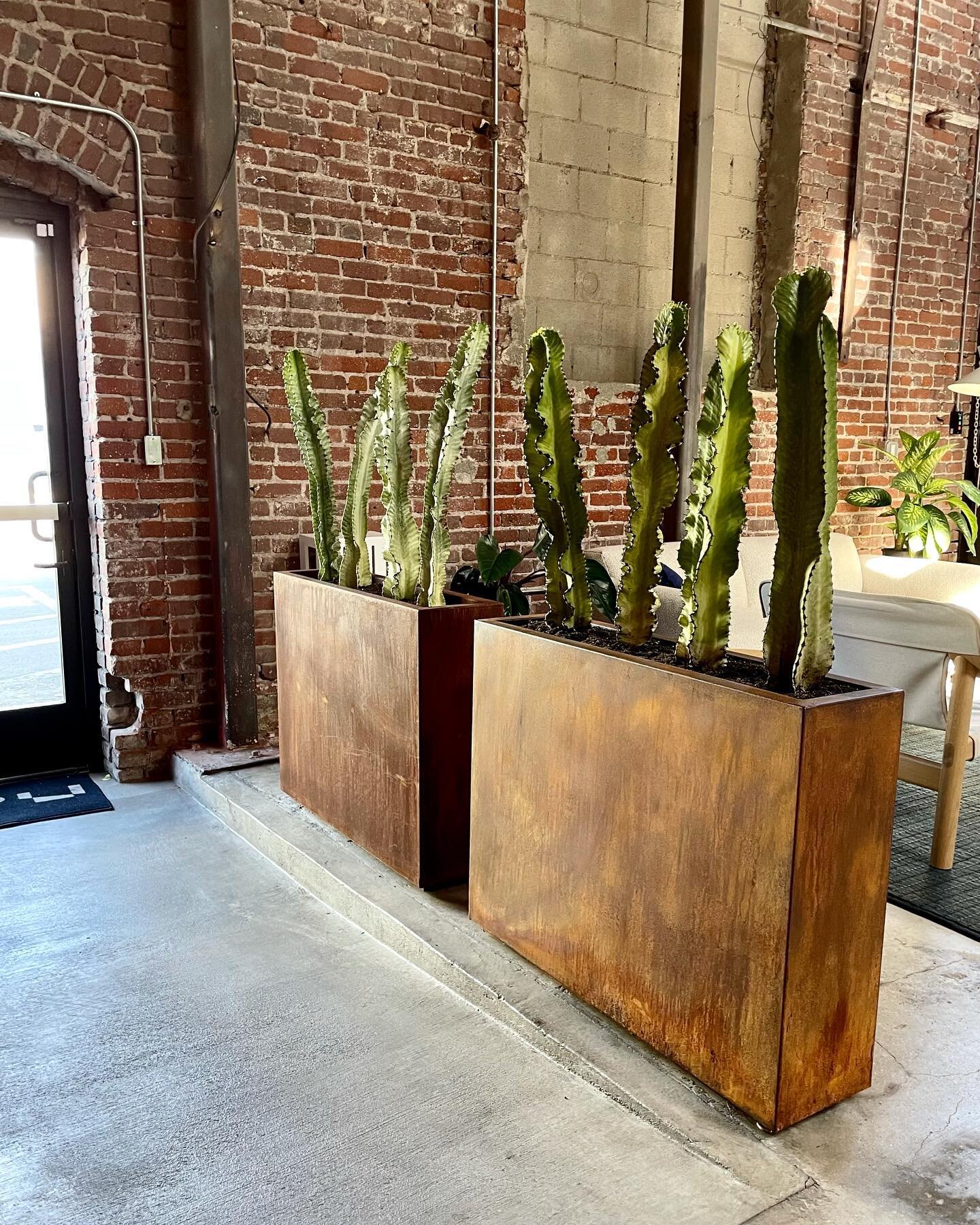 Not all plans turn out how we expect and I love that!👇🏽✨

I presented these cacti with rustic planters to my client. I said let&rsquo;s place one of these outside of the showroom. They agreed. Once we installed one, they said you know what this wou