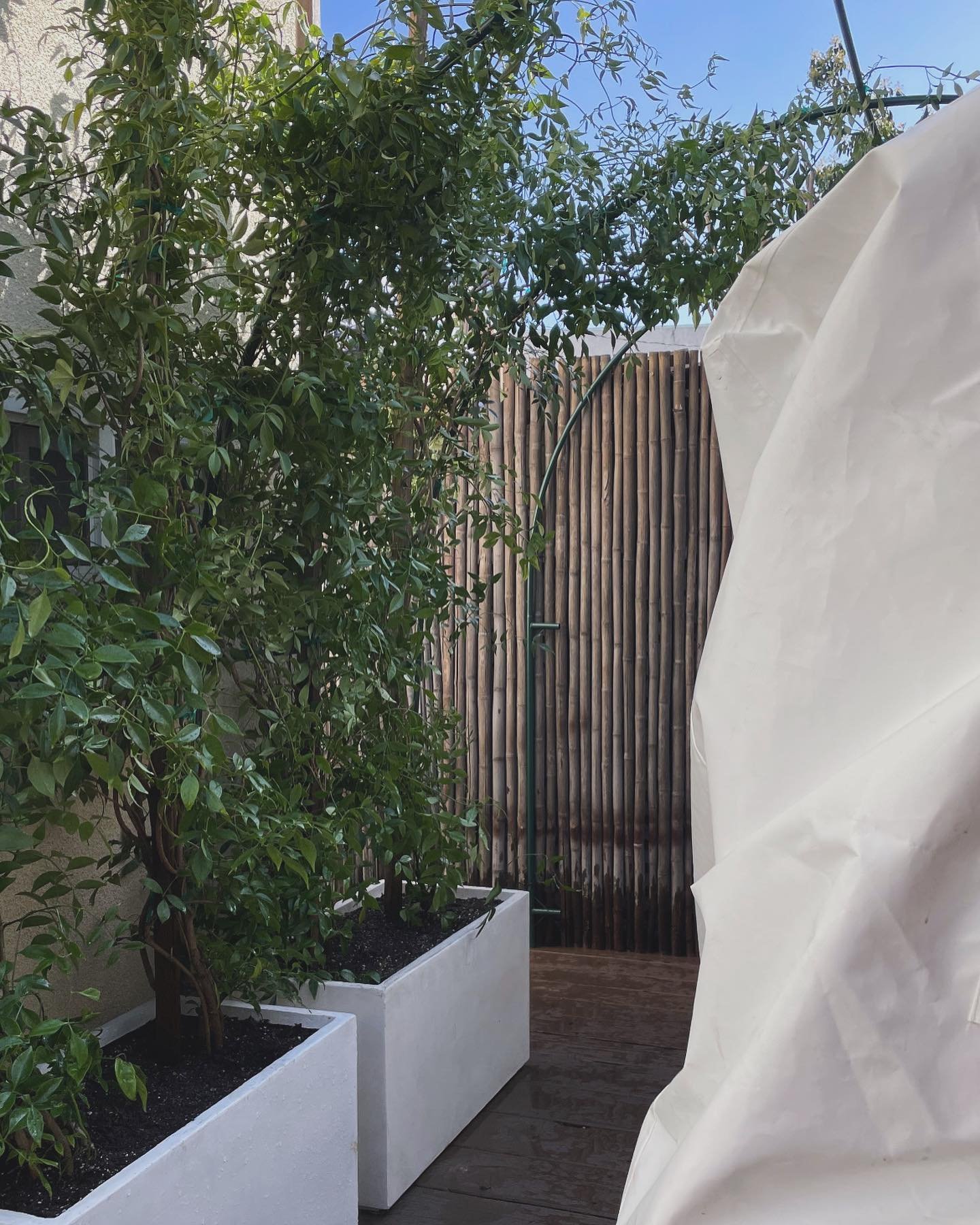 We&rsquo;ve been doing a lot of exterior projects lately. This one looks simple, but the impact is big! 

Our client has a cold plunge and a sauna in front of these plants. This corner of her backyard was super exposed and not inviting, especially no