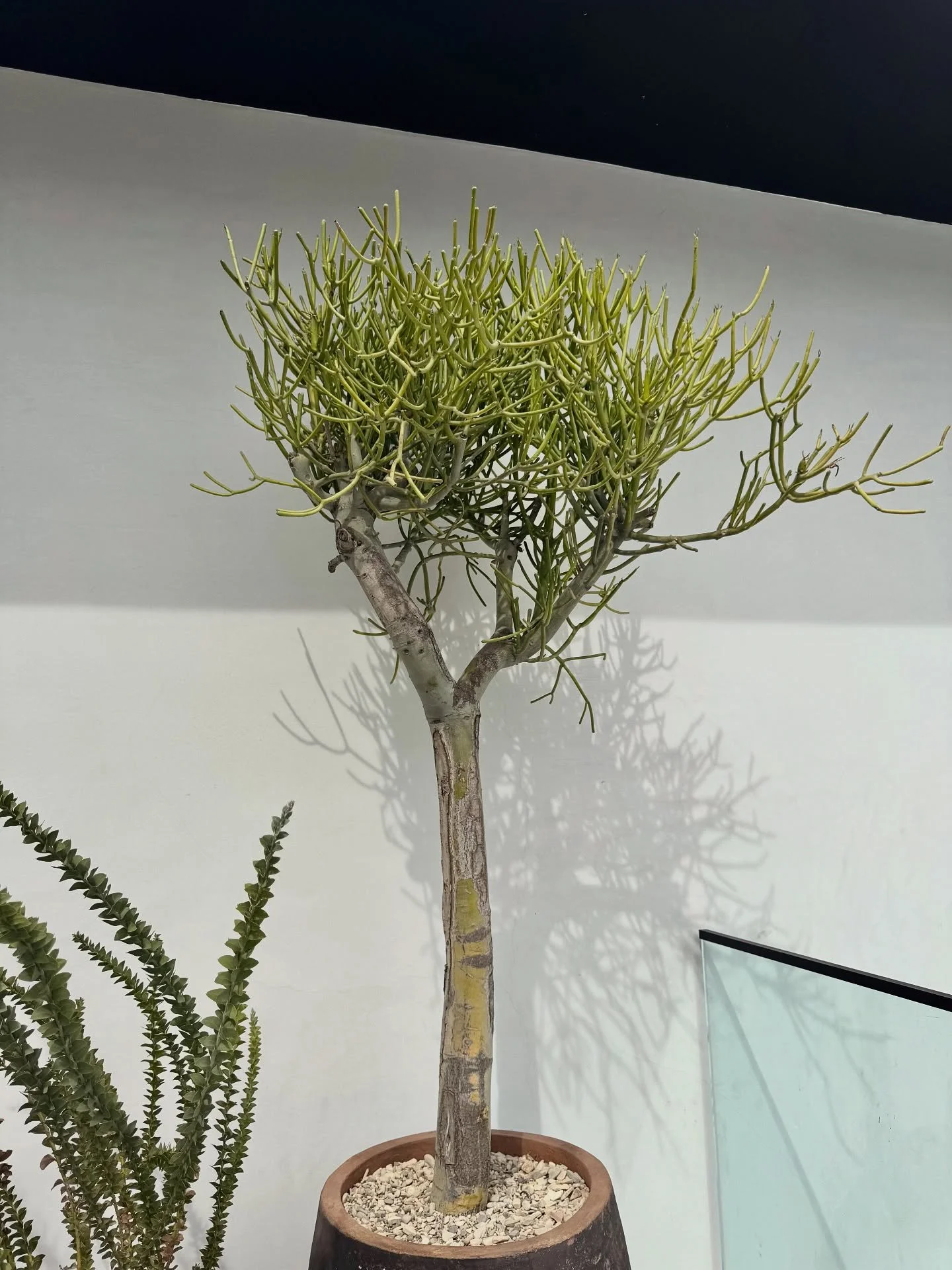 Did you know we have a monthly newsletter? 📬 It&rsquo;s where we share projects, styling tips, playlists, products, and community highlights, kind of like a cozy check-in with friends.

And starting this month, our Plant Care Lead, Taylor, is launch