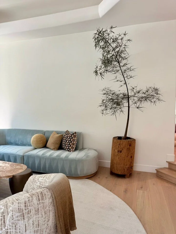 When the previous plant completed its journey, we refreshed the space with a Brachychiton, a sculptural statement that thrives with minimal care.  Thriving quietly while turning heads 🌿👀