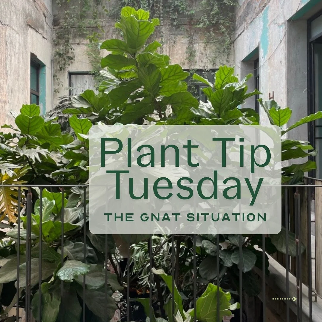 Fungus gnats?&nbsp;Tiny, harmless, but oh-so-annoying. 😅 

They love damp soil, sneak in with new plants or open windows, and lay eggs that feed below the surface. 

This week&rsquo;s Plant Tip Tuesday covers what they are, why they show up, and how