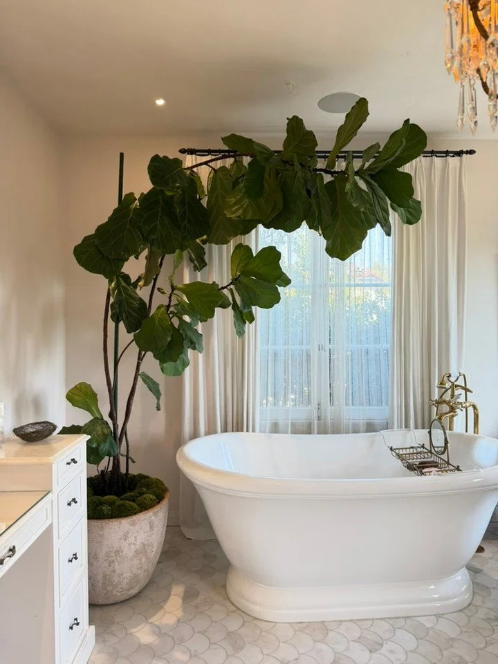 We&rsquo;ve cared for this beauty for over two years, and recently gave her a well-deserved upgrade: a larger pot, fresh soil and moss, and a little extra support as she continues to grow. 

Nestled beside the bathtub, she&rsquo;s part of our client&