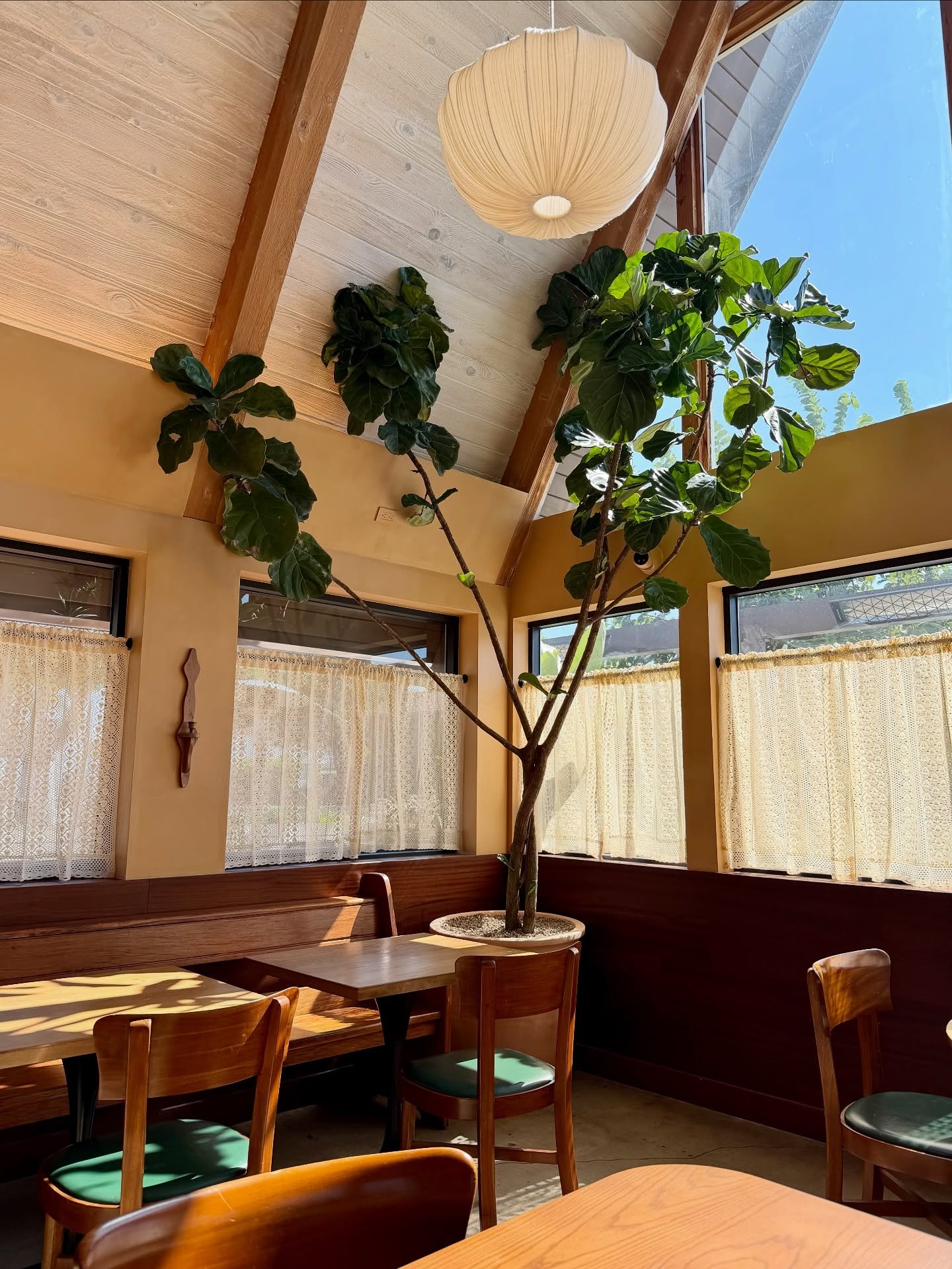 So proud of this collaboration with @shuredesignstudio for the new @brokenspanishcomedor. 🌱

We drew inspiration from Mexico City&rsquo;s approach to biophilic design, choosing tall, architectural trees that blur the line between indoors and out. Ea