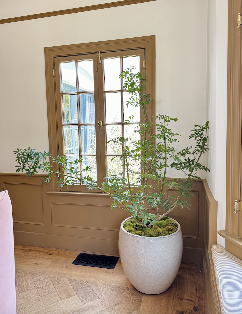 How Airflow Can be a Game Changer for Your Houseplants