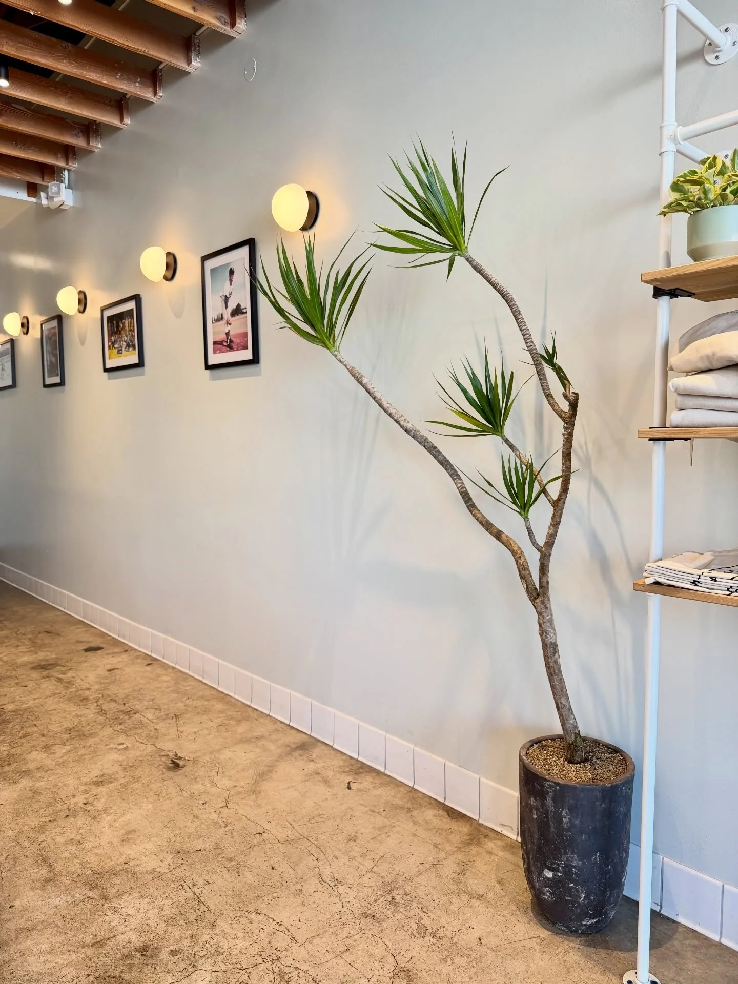 Two days before Christmas = everyone&rsquo;s running around&hellip; including this high-foot-traffic corner at @lodgebreadco 🥖

Pretty, sculptural, low-light friendly, and calm in the chaos, just how we like it. 🤍