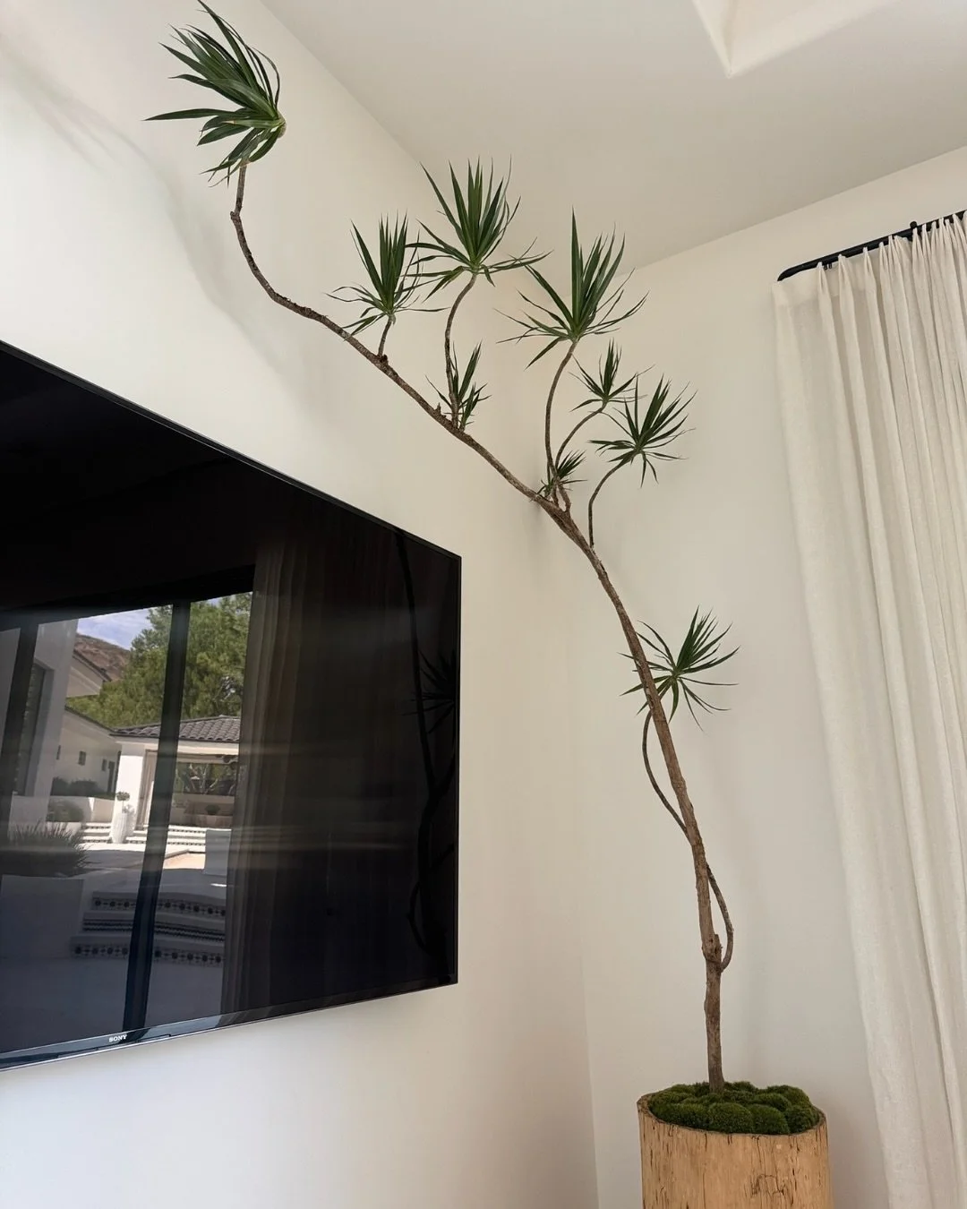 Tucked away in a corner adjacent to a window and a tv, we needed something sleek to quietly fill the space. This dracaena marginata delivered.

A Plantitas Verdes favorite if you&rsquo;re looking for a statement plant that is low light tolerant and e