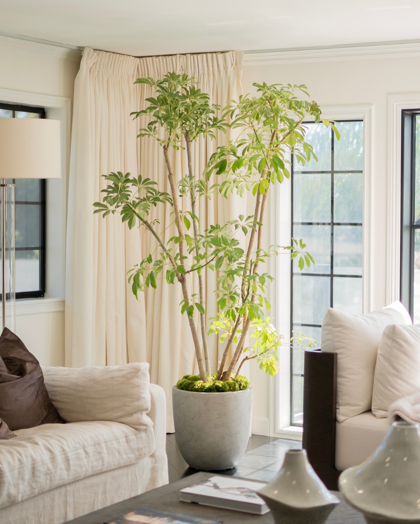 A little rainy day pause in LA ☔️

Dreaming of sun-drenched windows and the warm glow hitting the leaves just right ☀️ 

Thanks to @mloza25 for bringing us on to get this plant situated into its new home!