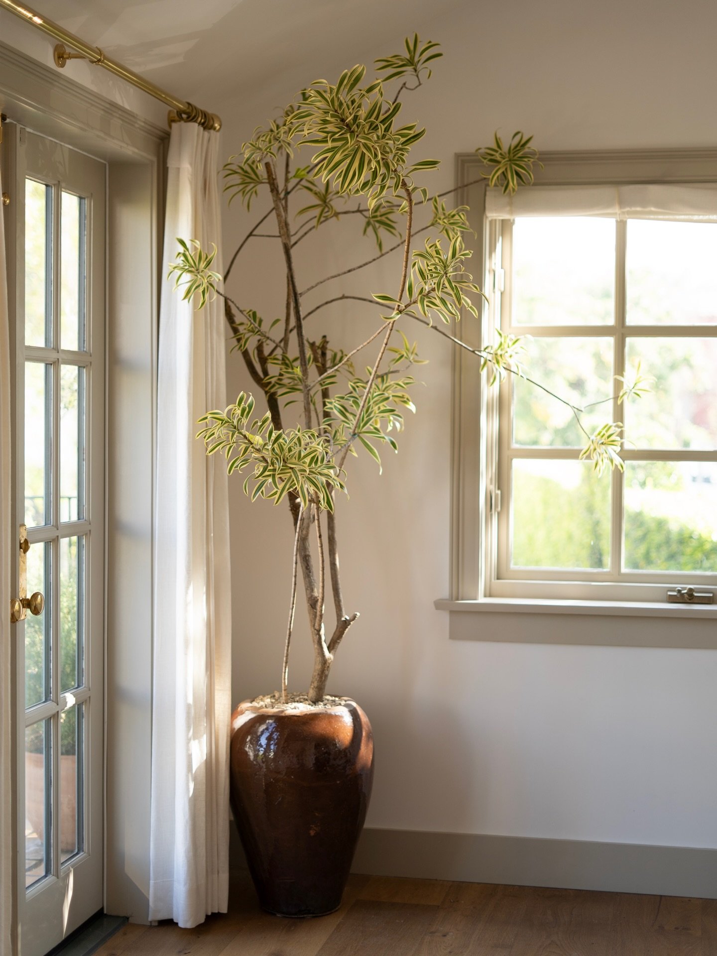 A deep-toned planter just hits different when paired with an airy Song of India. She said &ldquo;contrast, but make it cute.&rdquo; 💫