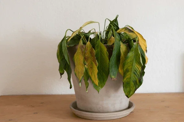 Overwatering and Root Rot: What’s going on beneath the surface