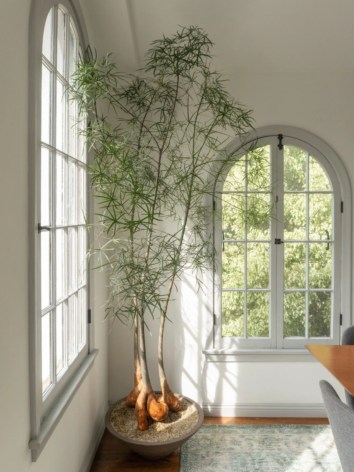 We gave our client 5 different plant options for this corner. With the light pouring in through those big arched windows, we had a lot to work with. 

We narrowed it down to two picks before landing on the brachy. It doesn&rsquo;t compete, it complem