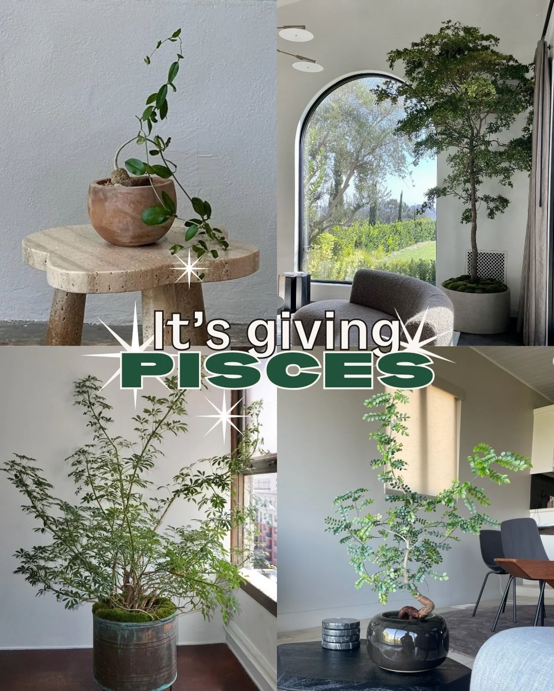 Pisces dreamers, gather round ♓️✨

Which plant is calling your name&hellip;or pulling you in like someone who replied to your story once and now you&rsquo;re planning the wedding? 😅