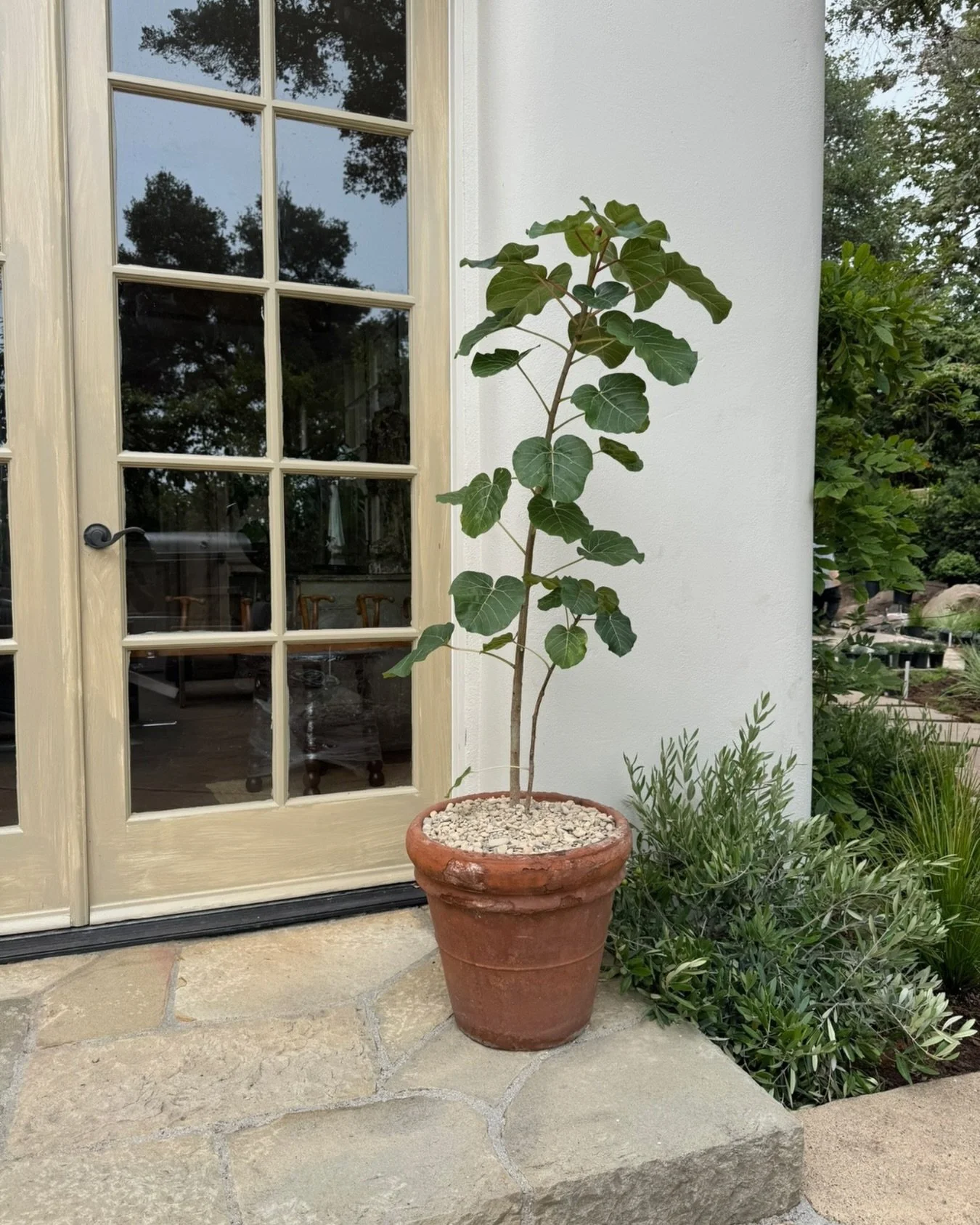 An aged terracotta vessel meets a ficus petiolaris. A timeless combination. 🌿 

We installed this piece in @janettemalloryinteriors&rsquo;s beautiful Montecito home and it adds just the right amount of softness and structure to this little corner la