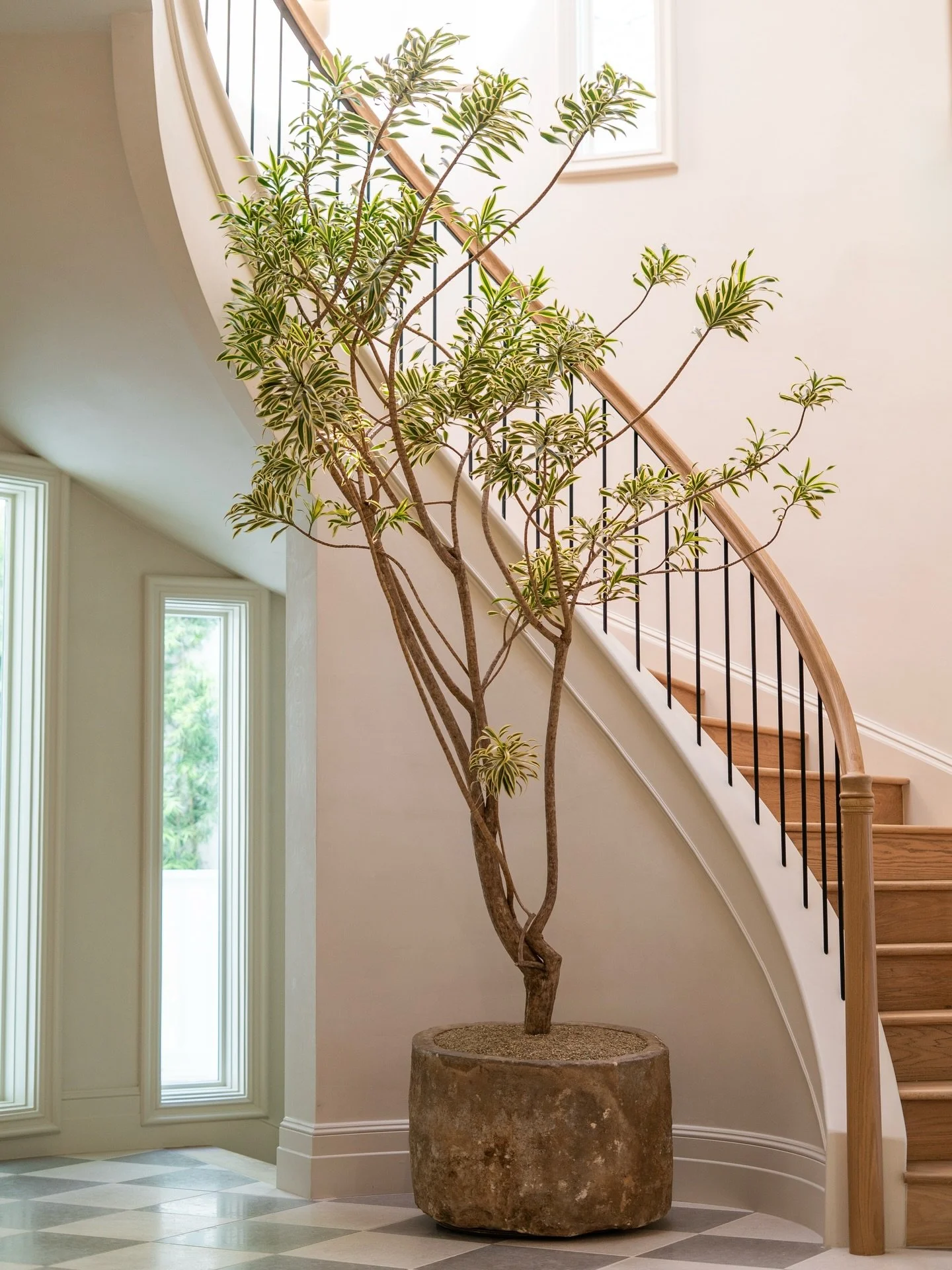After two rounds of plant options and about seven trees sourced around town (shoutout to Steph for the plant hunting), we landed on this Song of India. We knew this was the one when we saw it!  It sits next to the staircase where the light pours in f