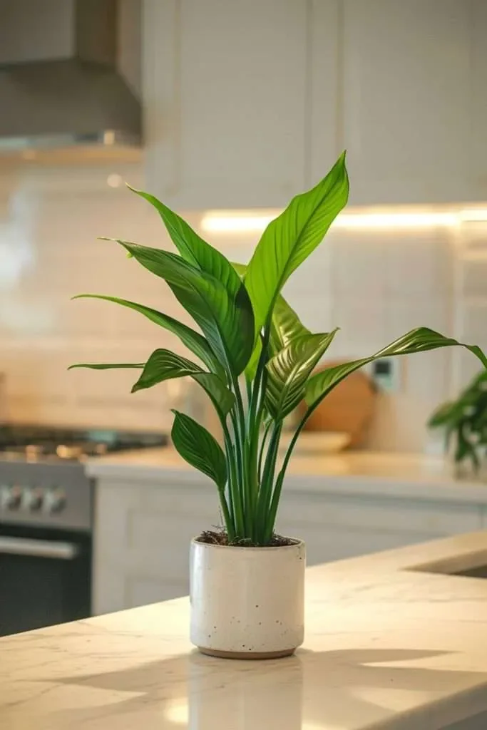 Low-Maintenance Plants that Actually Stay Low-Maintenance
