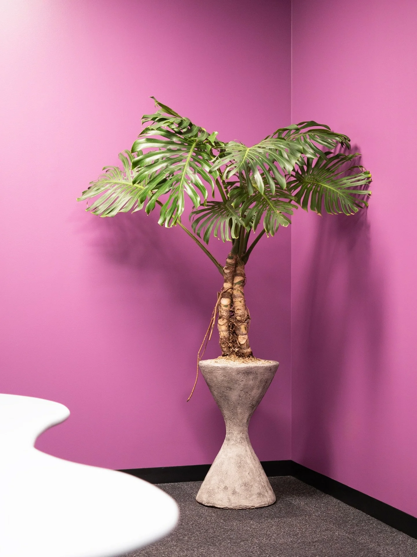 A color study: the green leaves against the deep purple wall complement each other SO WELL. Not to mention this amazing, sculptural stem! 

We&rsquo;ve been dying to install a mature monstera like this, shoutout @studiokeeta for being down for it 🫶?