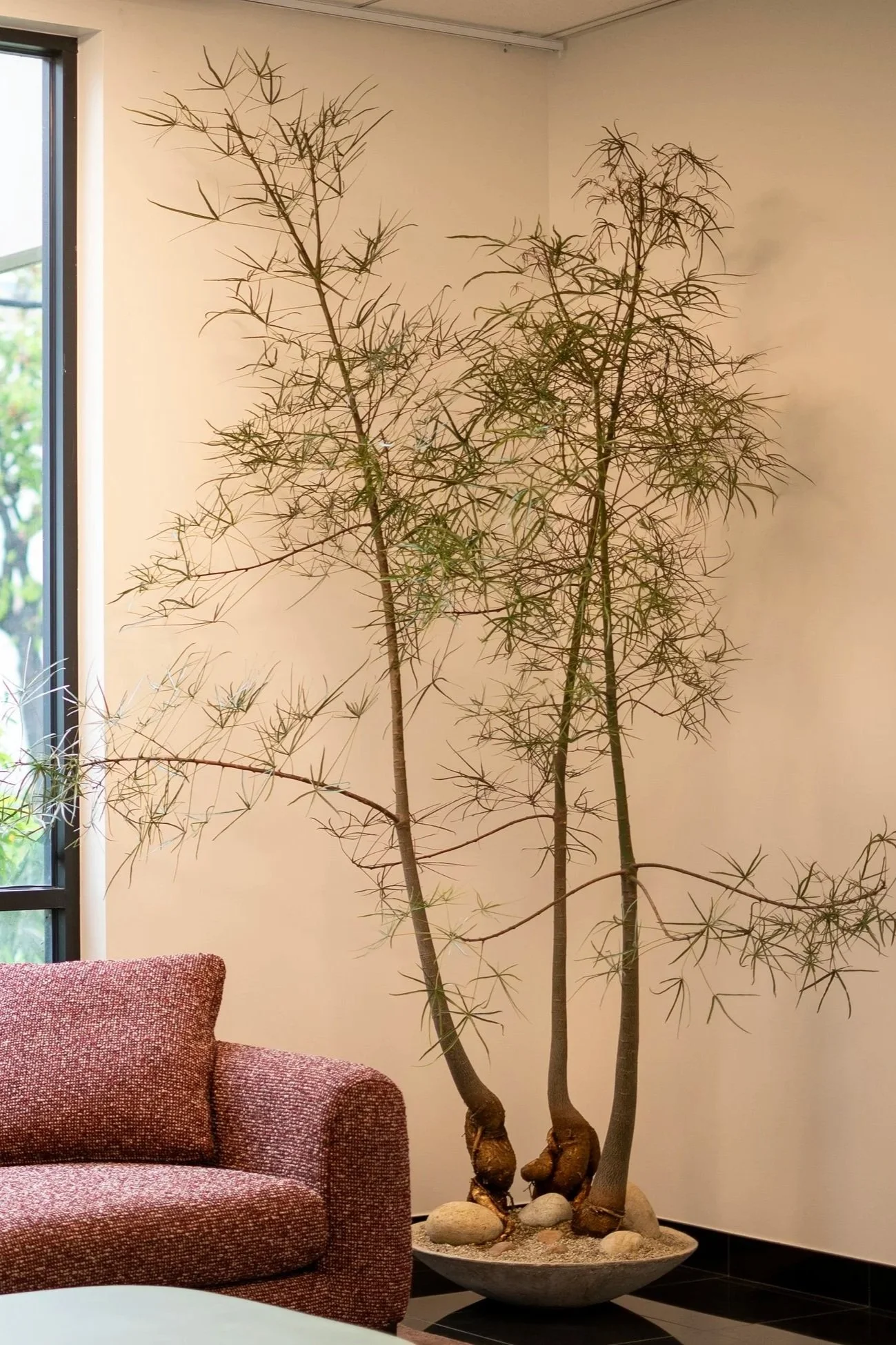 Brachychition, Burbank