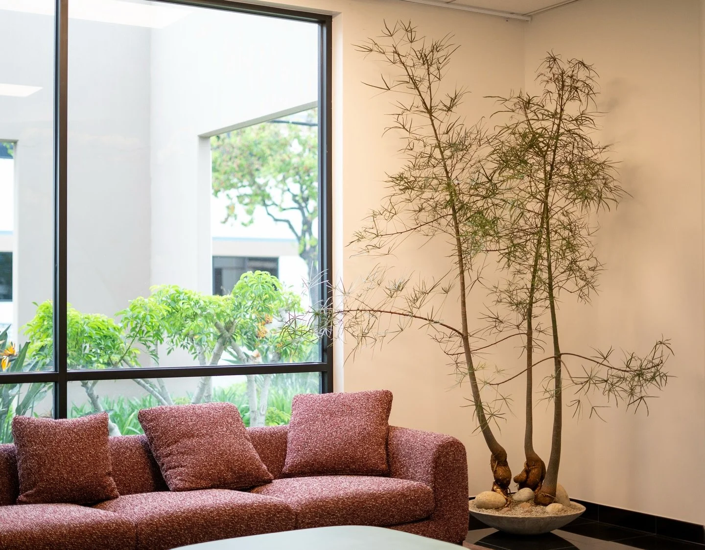 Brachychitons are on everyone&rsquo;s mood board right now. But how could you not love them?

They have a beautiful form and there are so many different ways to style them and make them feel unique to a space. This brachy arrangement was a perfect pa