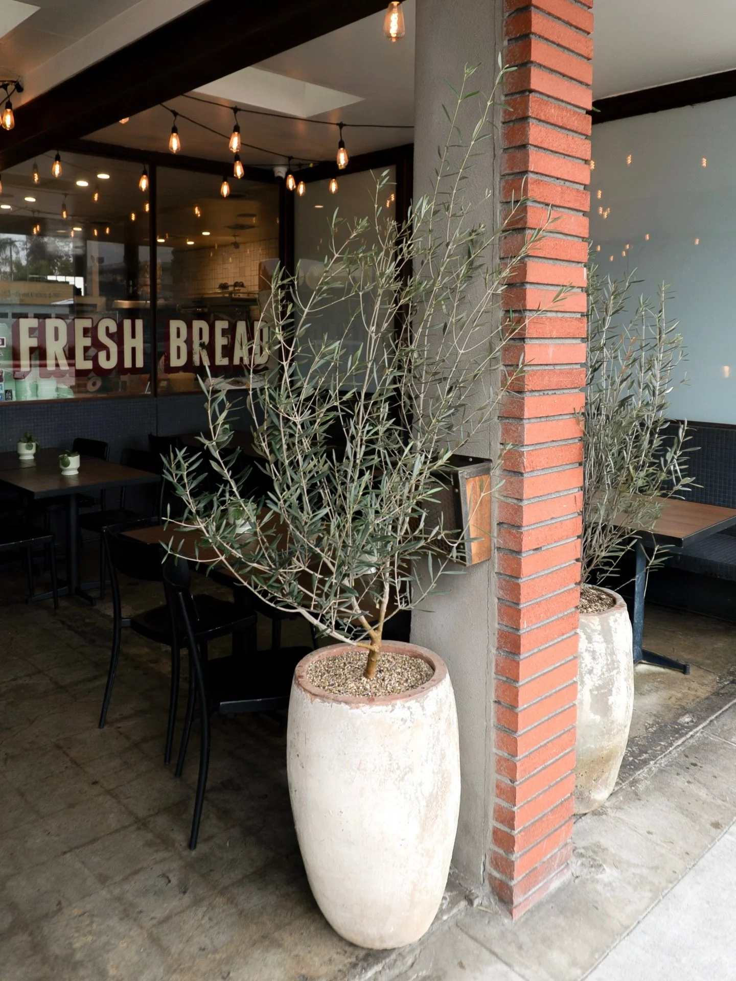 We decided on these tall planters and upright plants to maximize impact without taking up too much floor space in this busy entry way at @lodgebreadco. Olive shrubs were a great choice because they are easy going, look good year round, and will set t