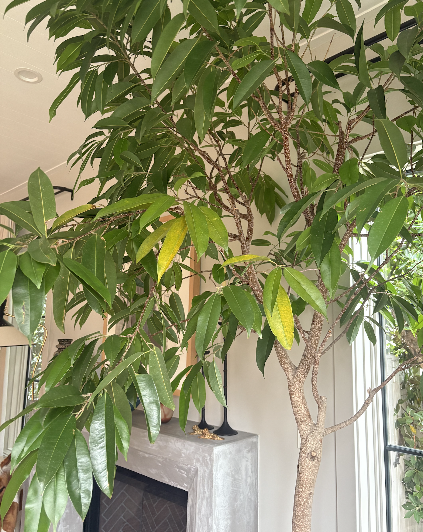 Why Are My Leaves Yellowing? A Guide to the Number One Plant Question