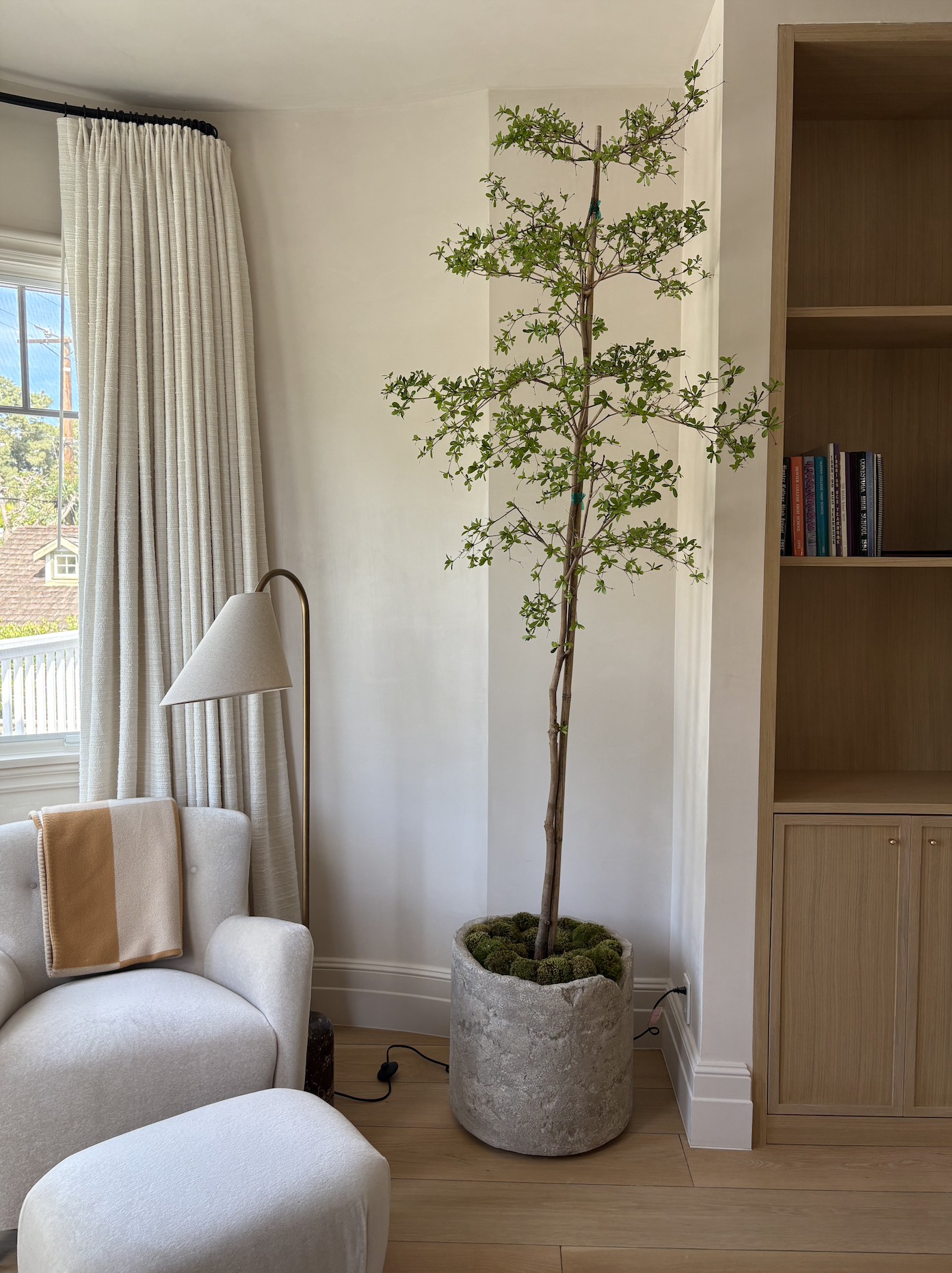 Why Some Plants Decline After Installation or Moving Spaces