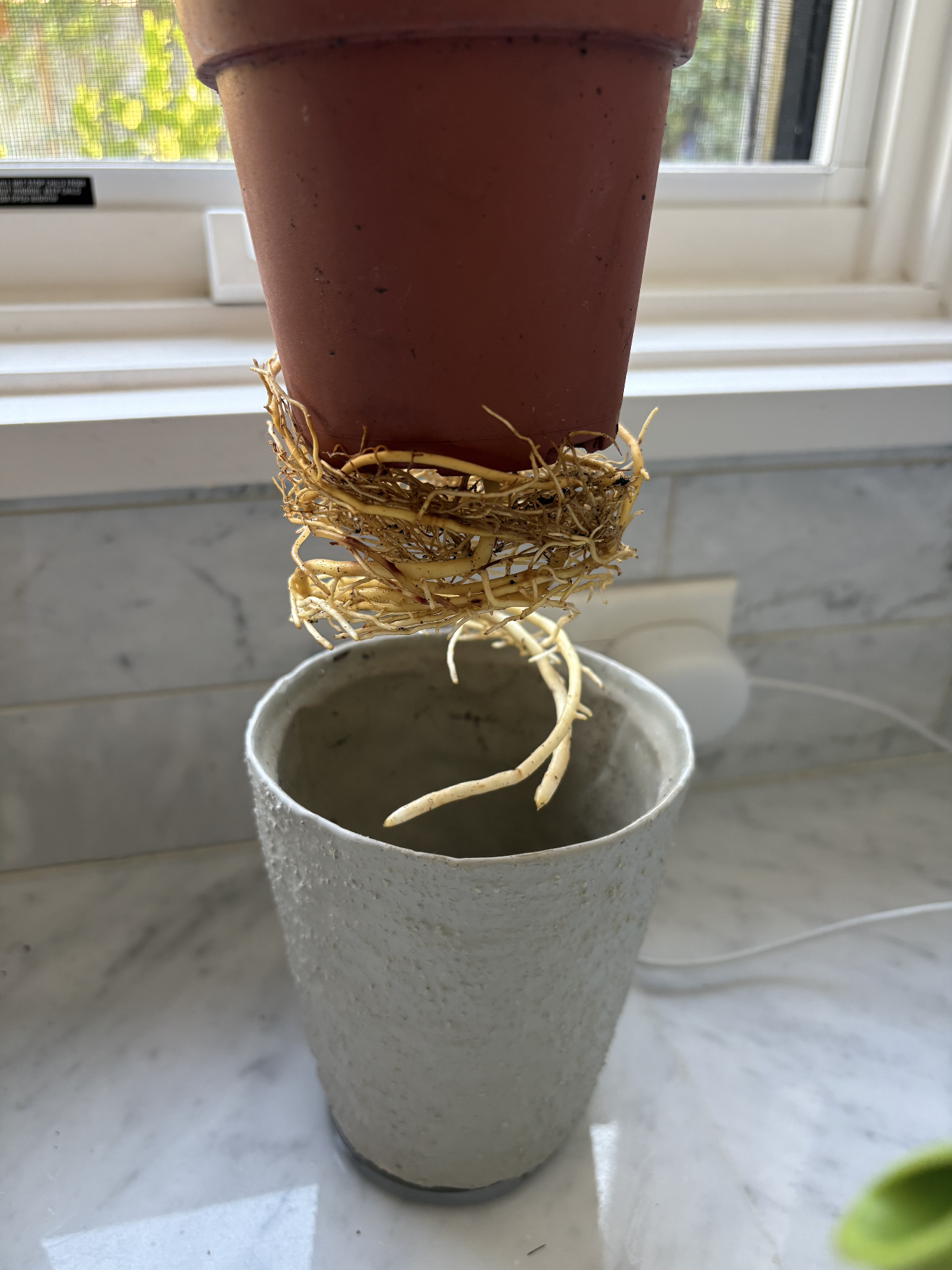 How Do I Know When My Plant Needs to Be Repotted?