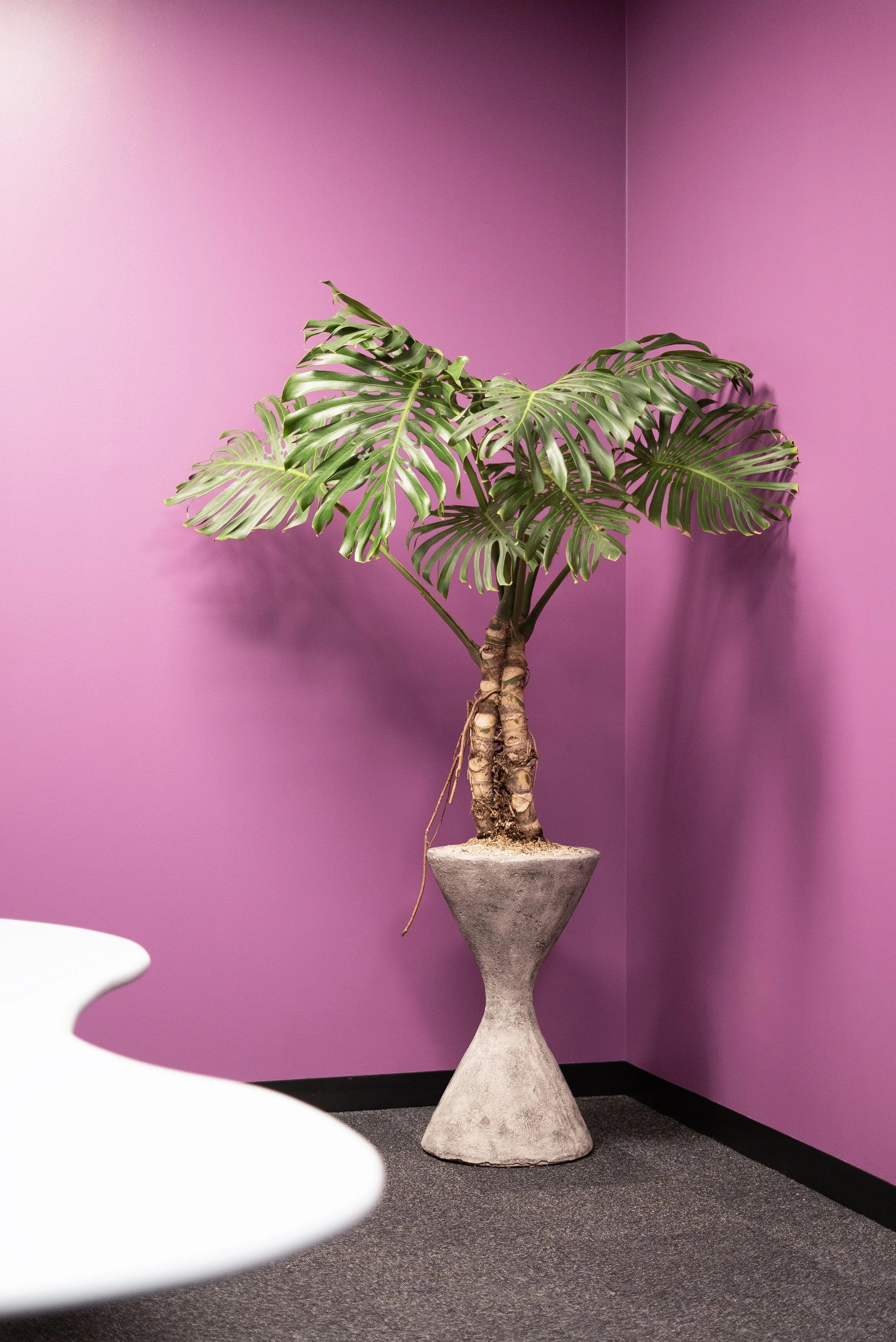 Mature Monstera, Burbank