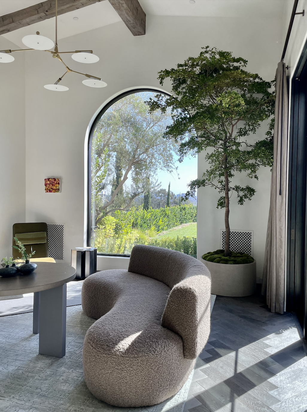 Black Olive Tree