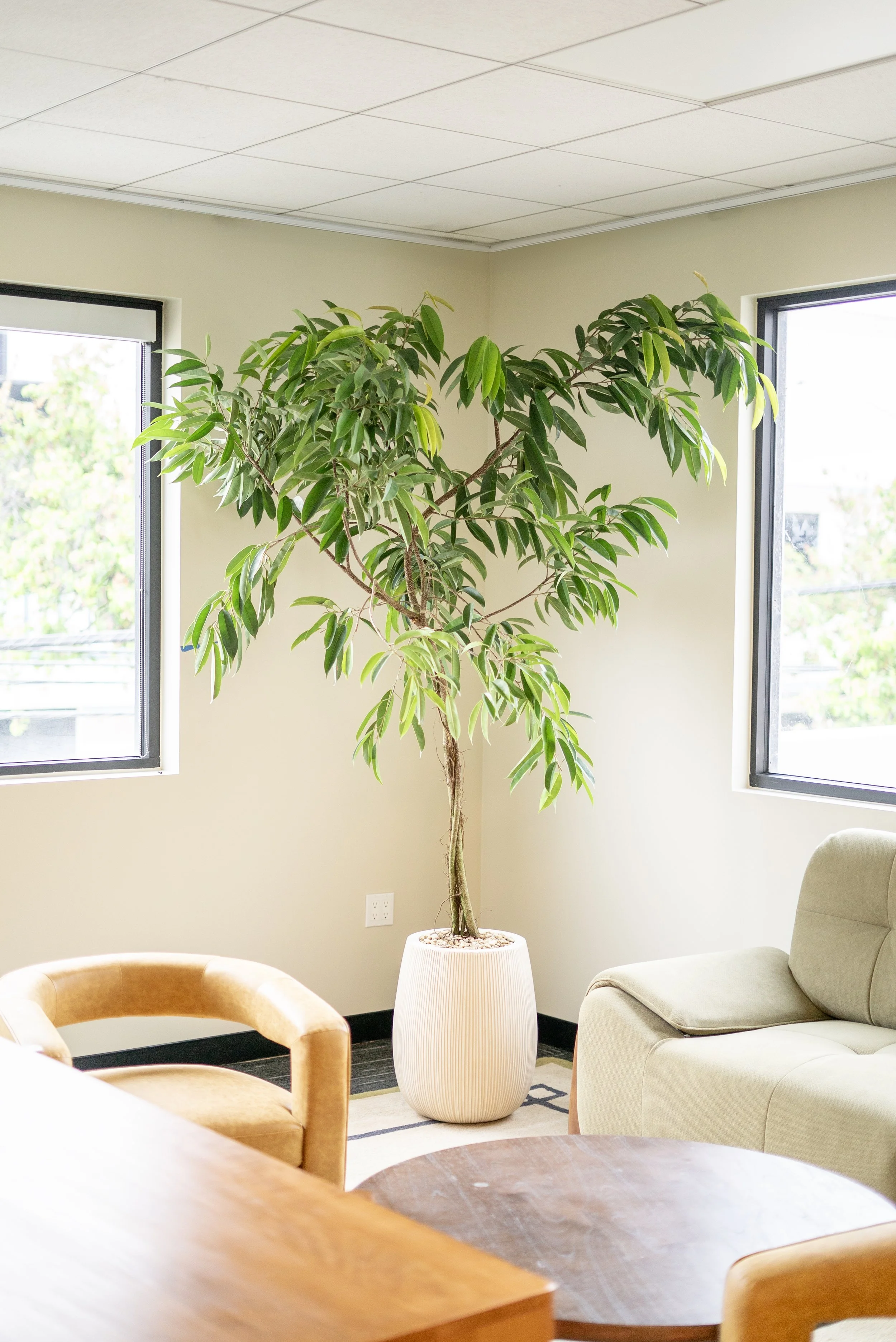 Ficus Amstel, Burbank