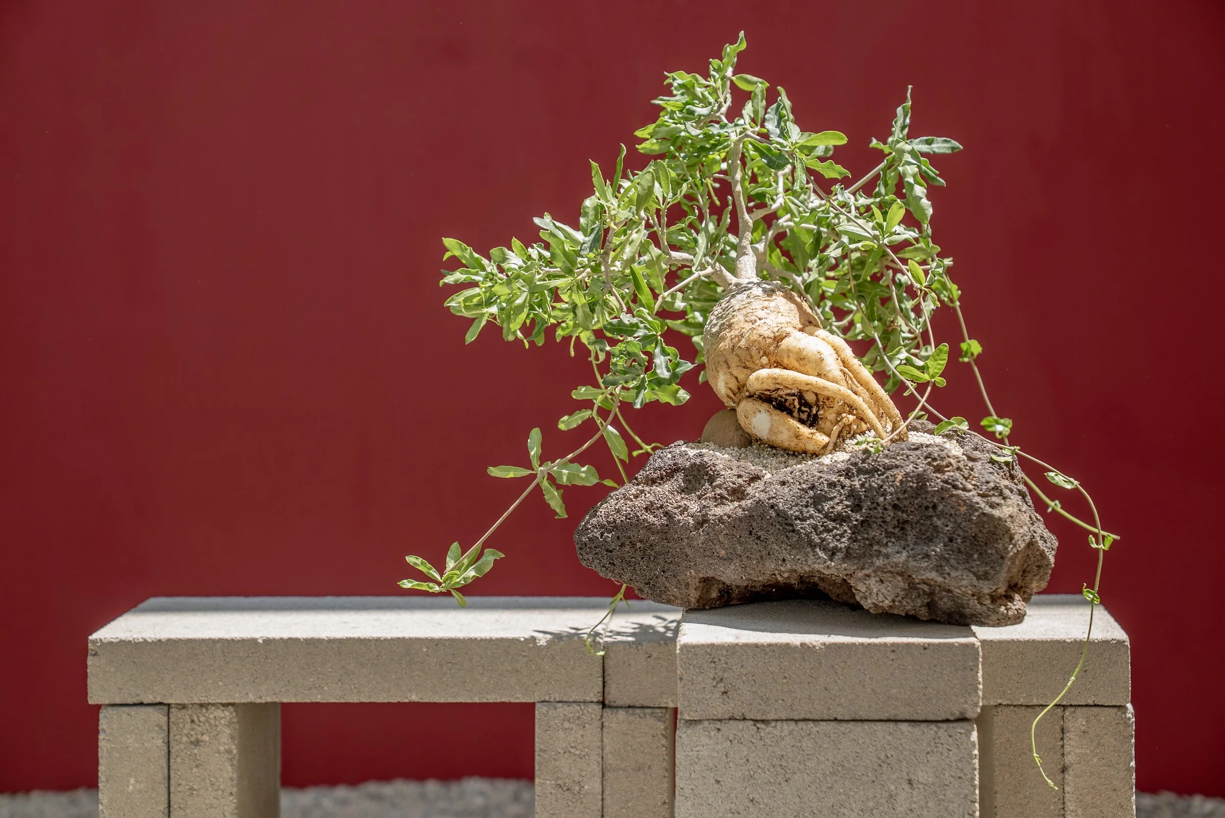 RESISTENCIA · Resilience · Keep Going