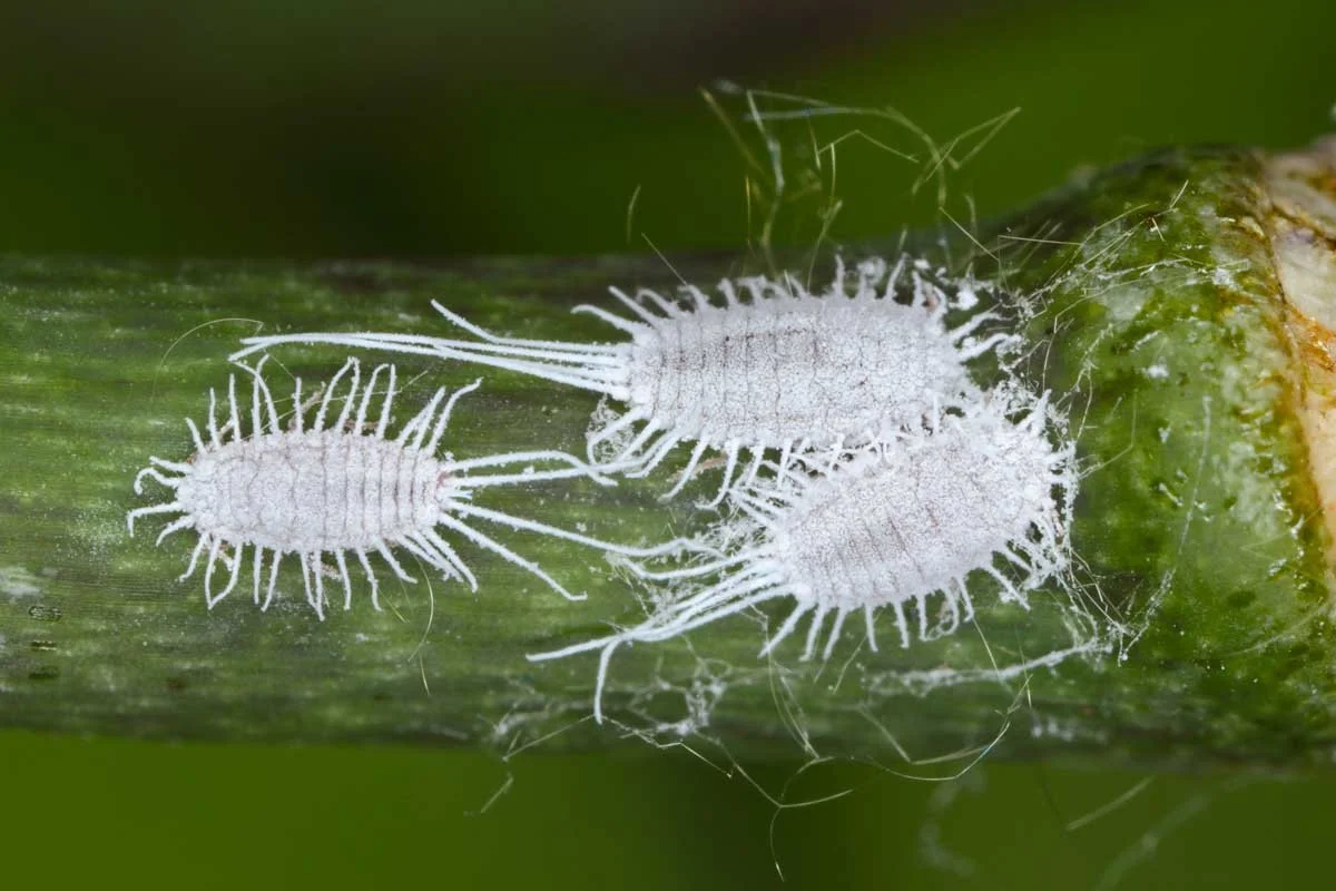 Mealybugs: The Cottony Pest You Don’t Want to Ignore