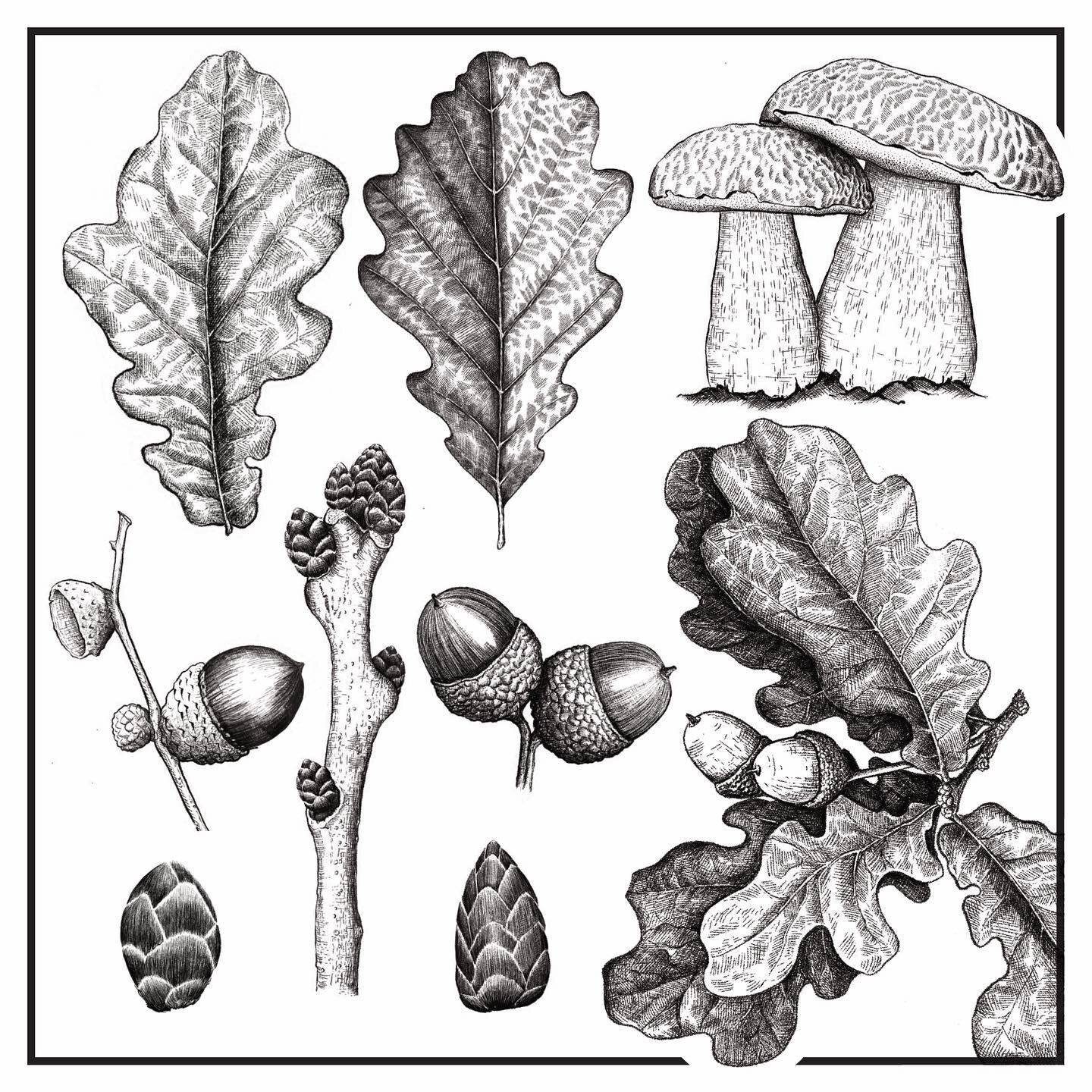 Acorns and Squirrels 🐿 two of my favourite things about English woodlands.

These scrumptious oak sketches are from our most recent book - Tree-spotting and I drew these while sitting on a bench under and oak tree and it was just the most magical of