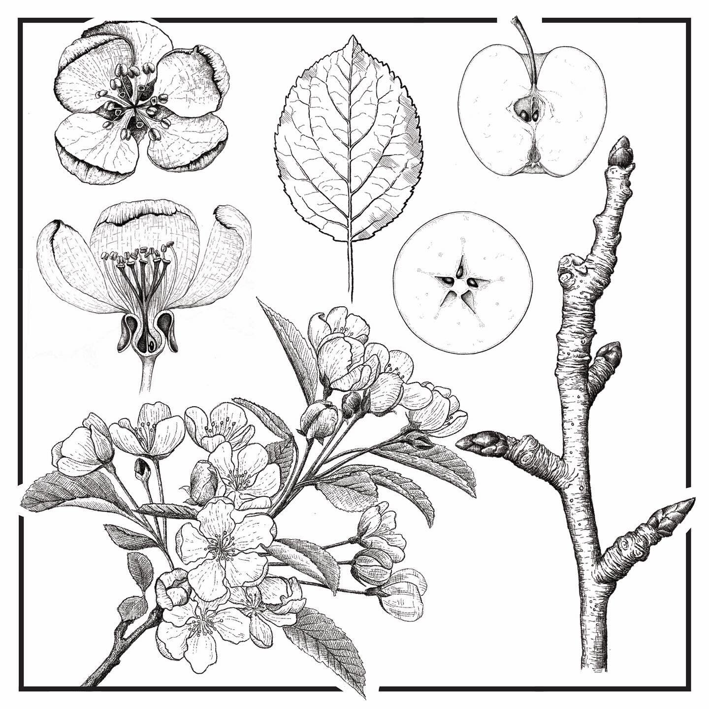 This is a study of a crabapple tree. Their blossom is white and a slight blush of baby pink and it&rsquo;s one of my favourite fruits trees. 

I live of an 🍏 and 🐑 farm in Kent. During the summer I sat in the orchard and drew this exquisite tree fo
