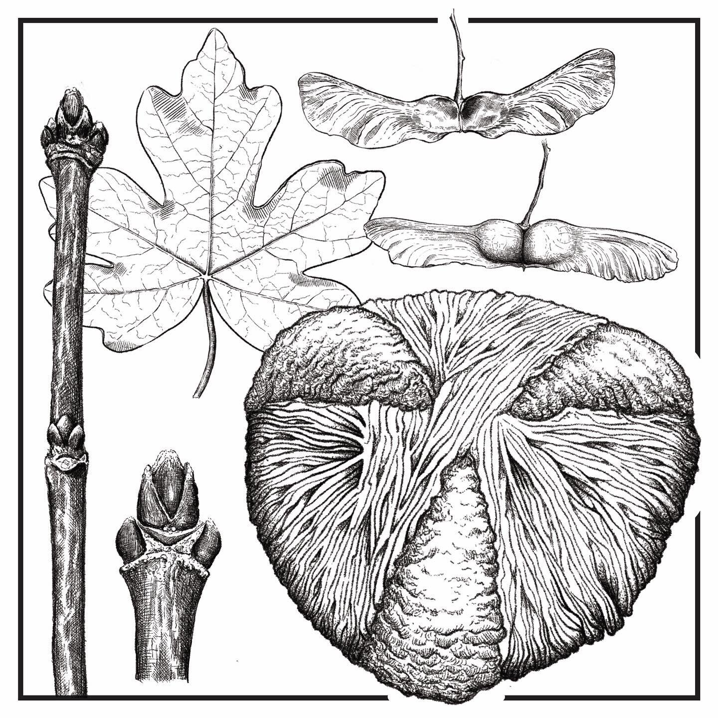 Field Maple Pollen Grain study

Drawn for our book Tree-spotting. 

Pollen grains are just exquisite. Even the things we can&rsquo;t see in nature are beyond beautiful. 

Learn more about Britain&rsquo;s native trees from our book Tree-spotting. 

Av