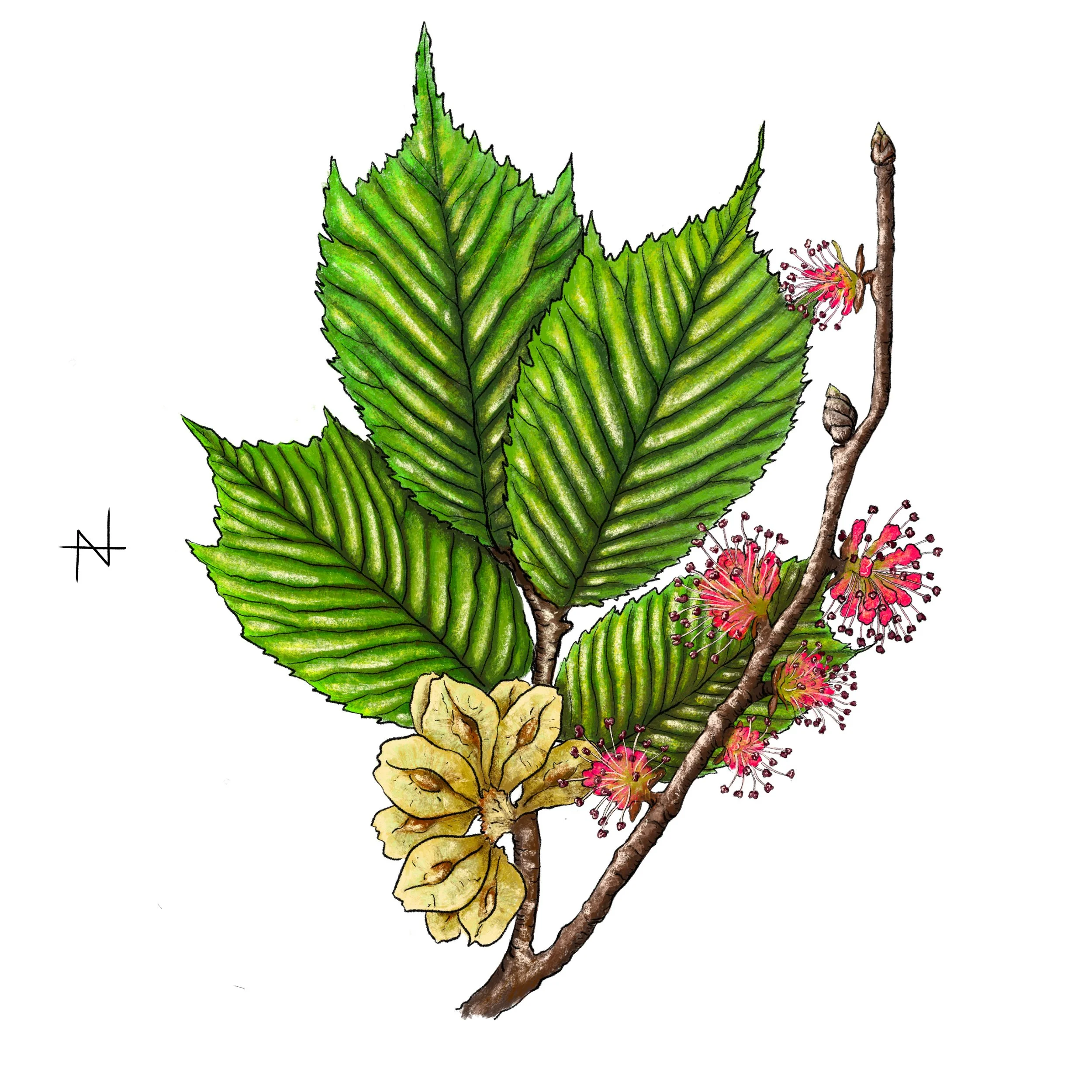Emblas Elm.jpg